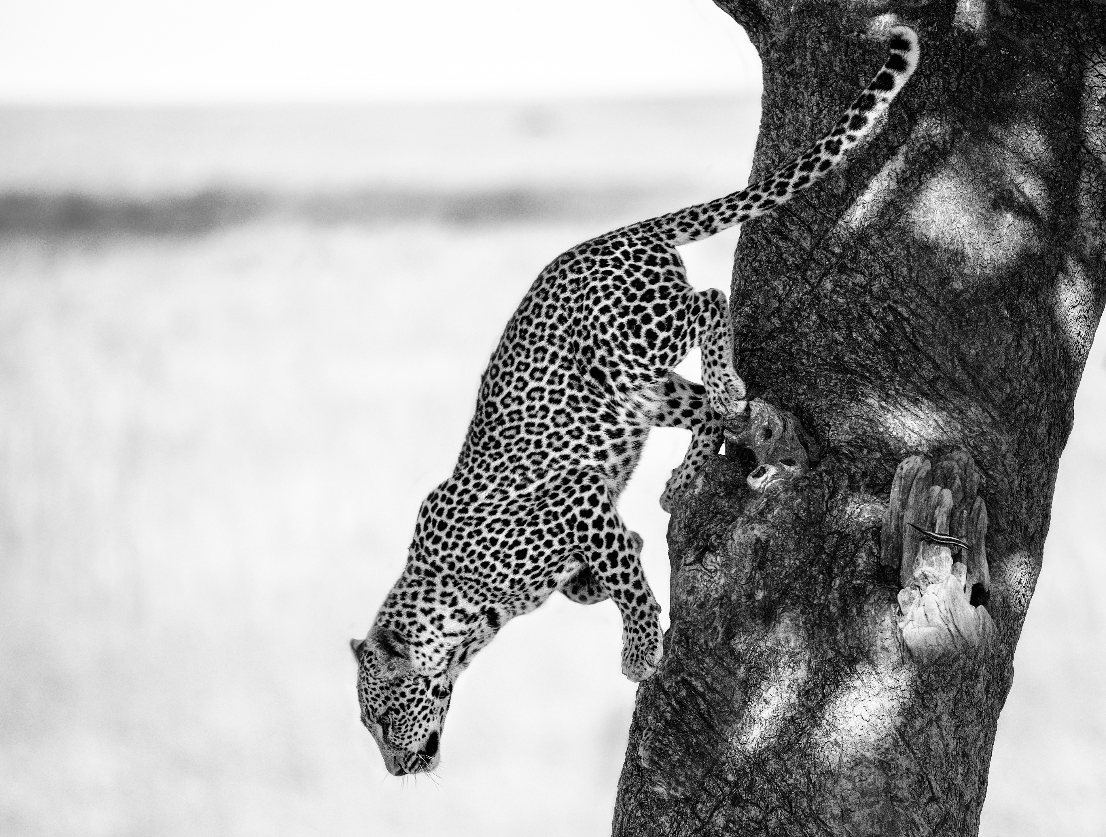 Leopardo (Panthera pardus)