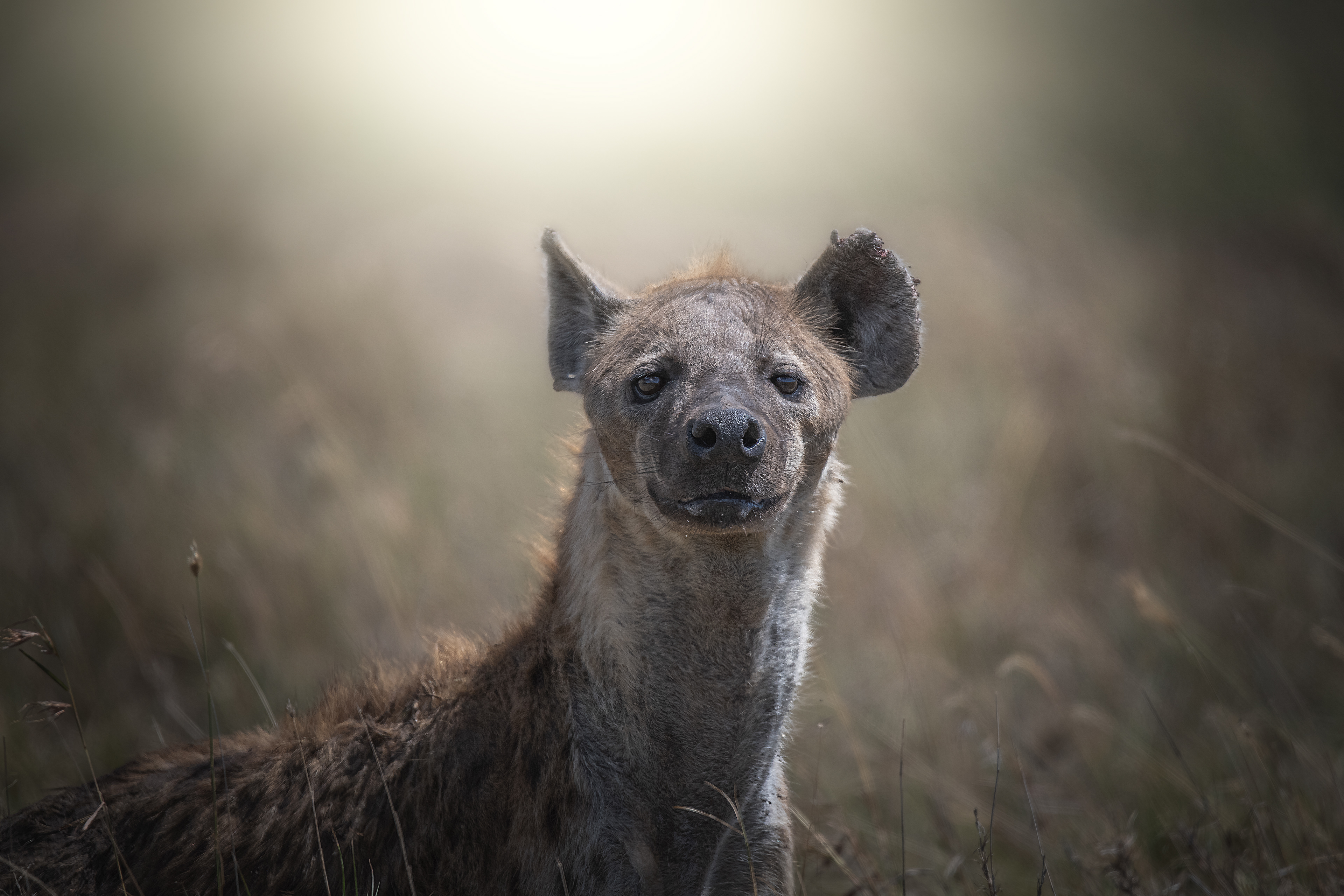 Hiena manchada (Crocuta crocuta)