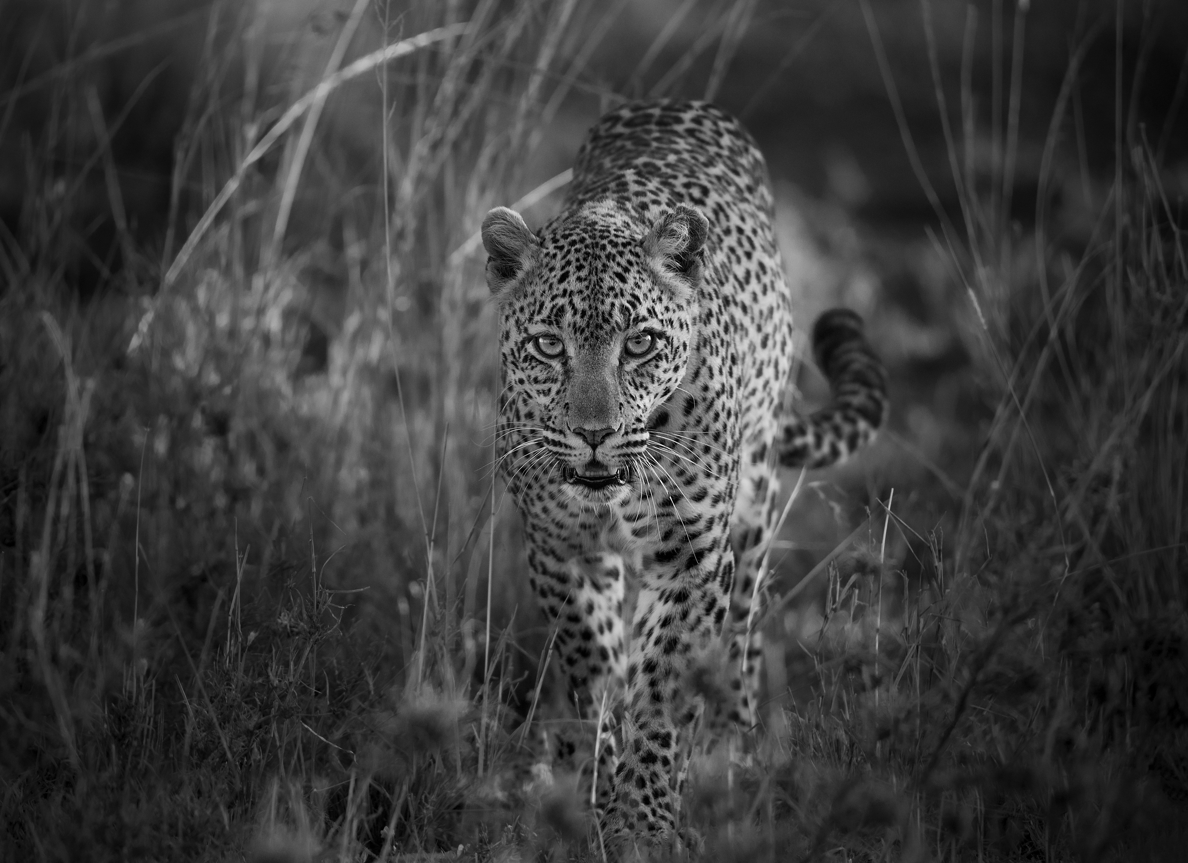 Leopardo (Panthera pardus)