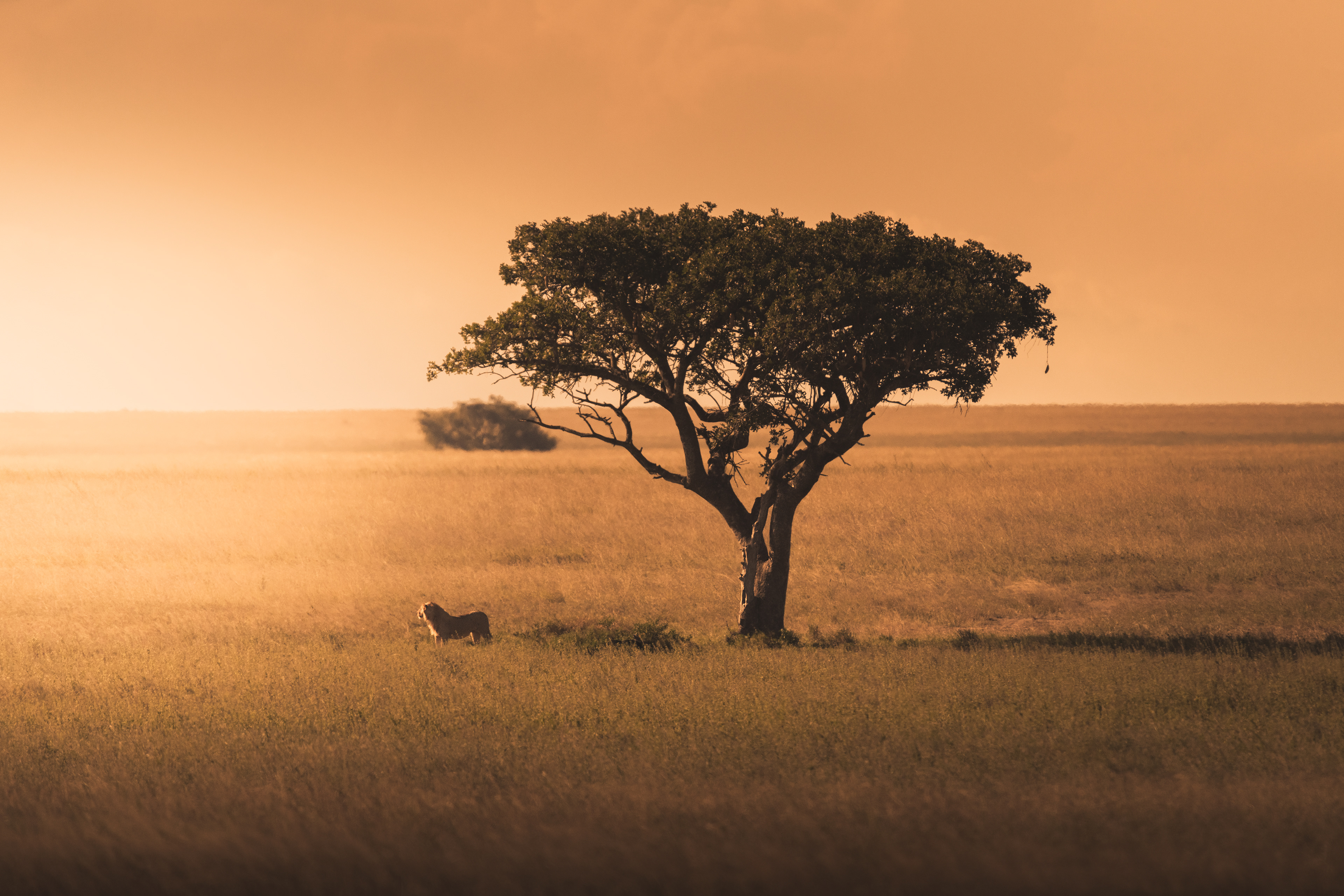 León (Panthera leo)