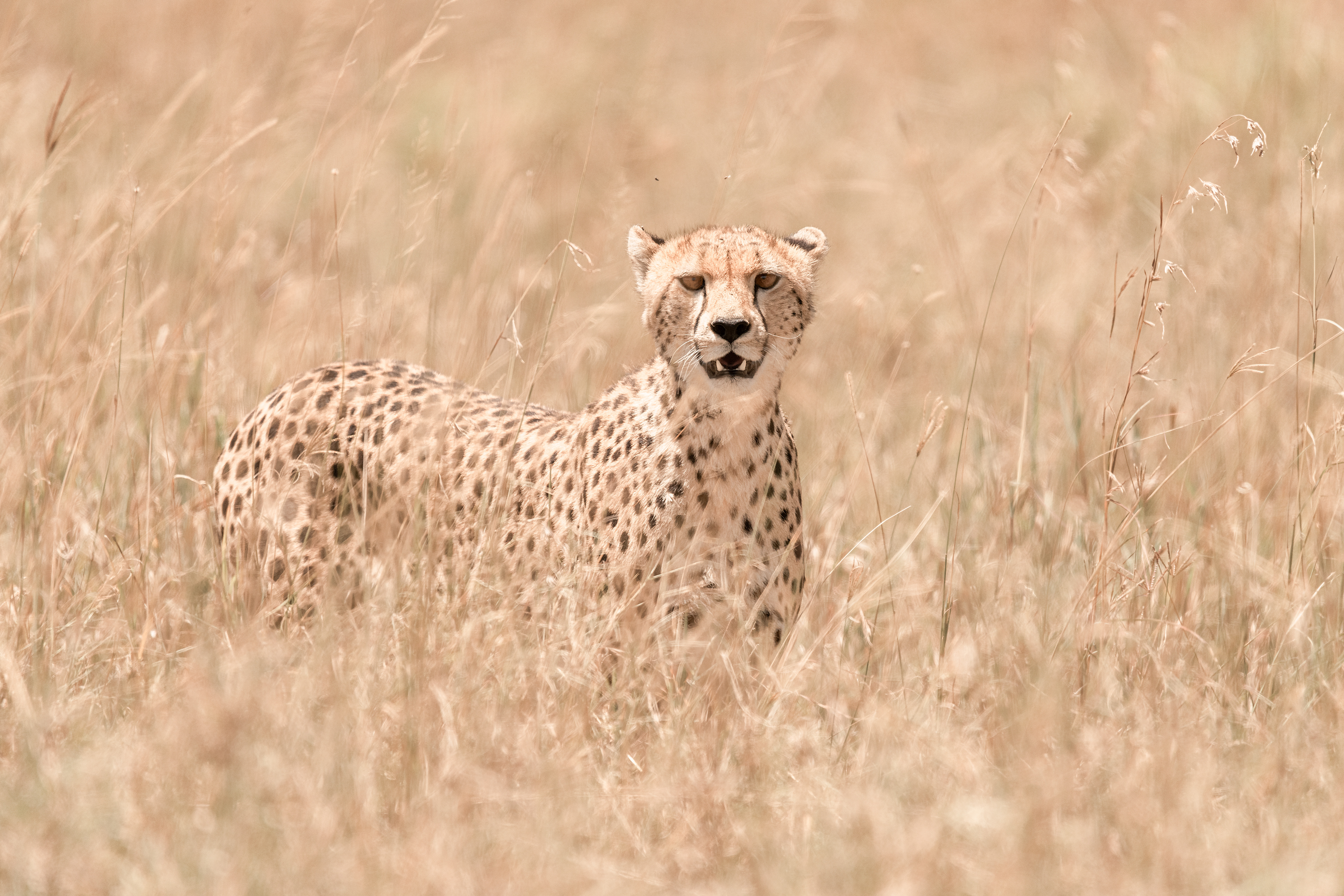 Guepardo (Acinonyx jubatus)