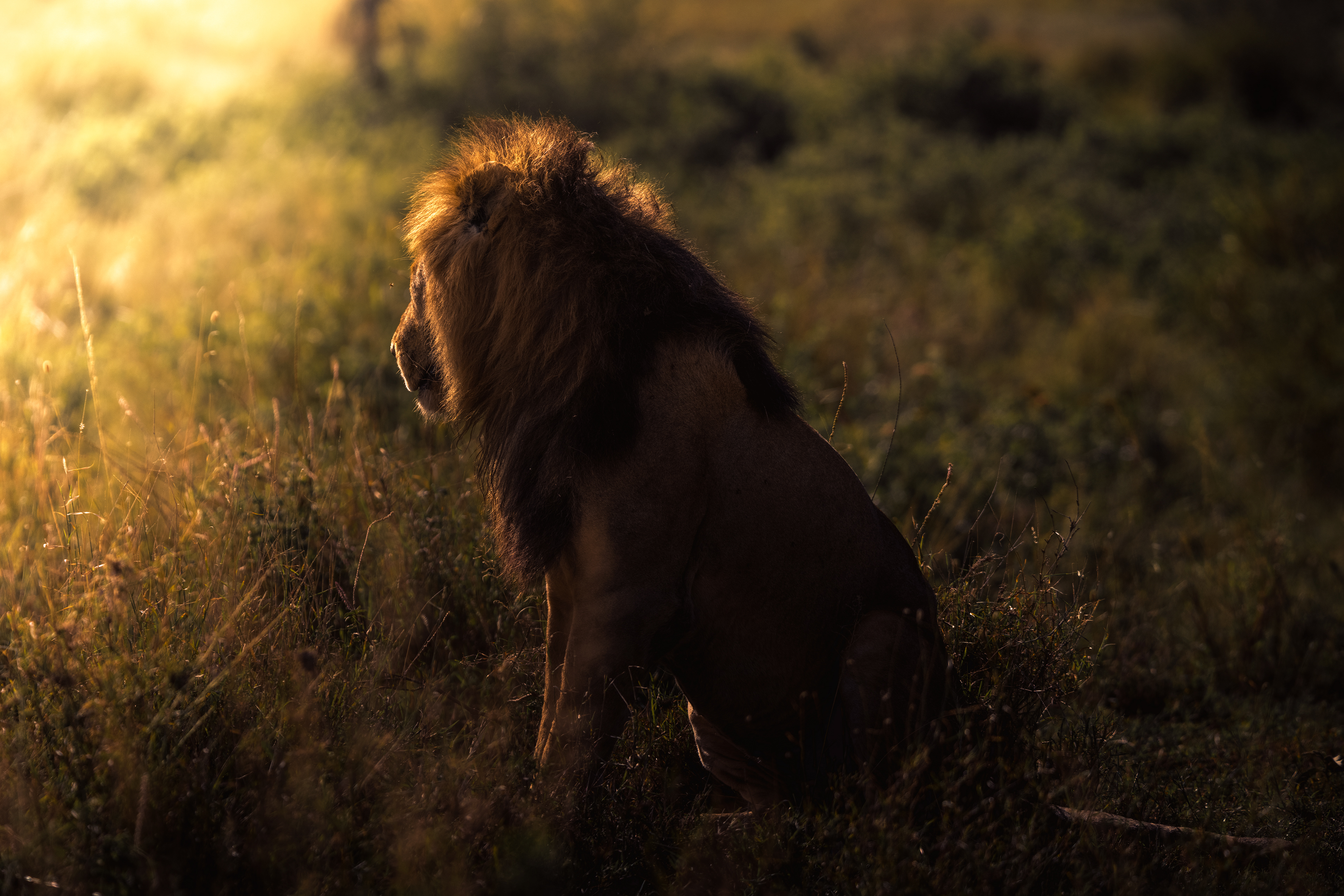 León (Panthera leo)