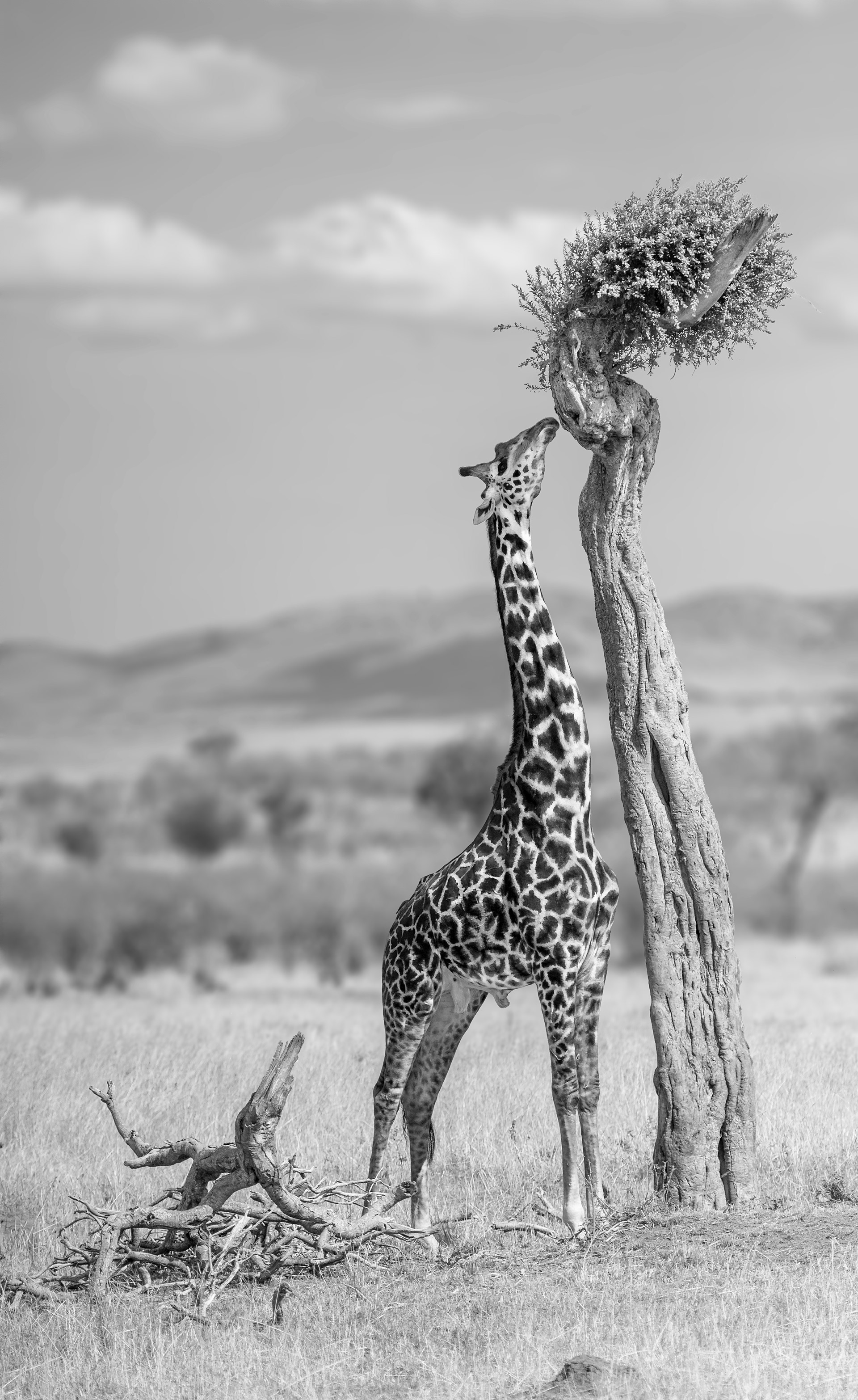Jirafa (Giraffa camelopardalis)