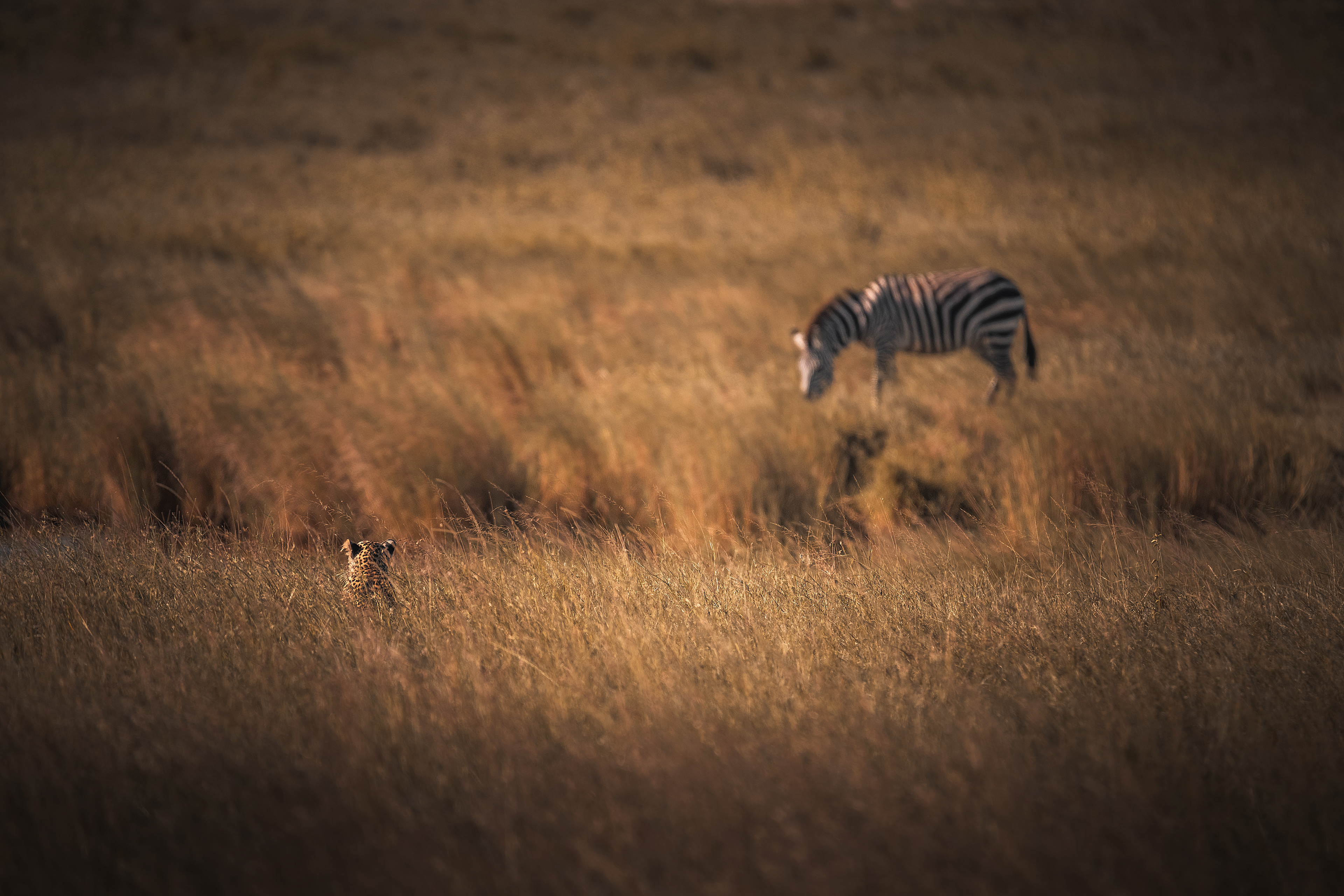 Leopardo (Panthera pardus)