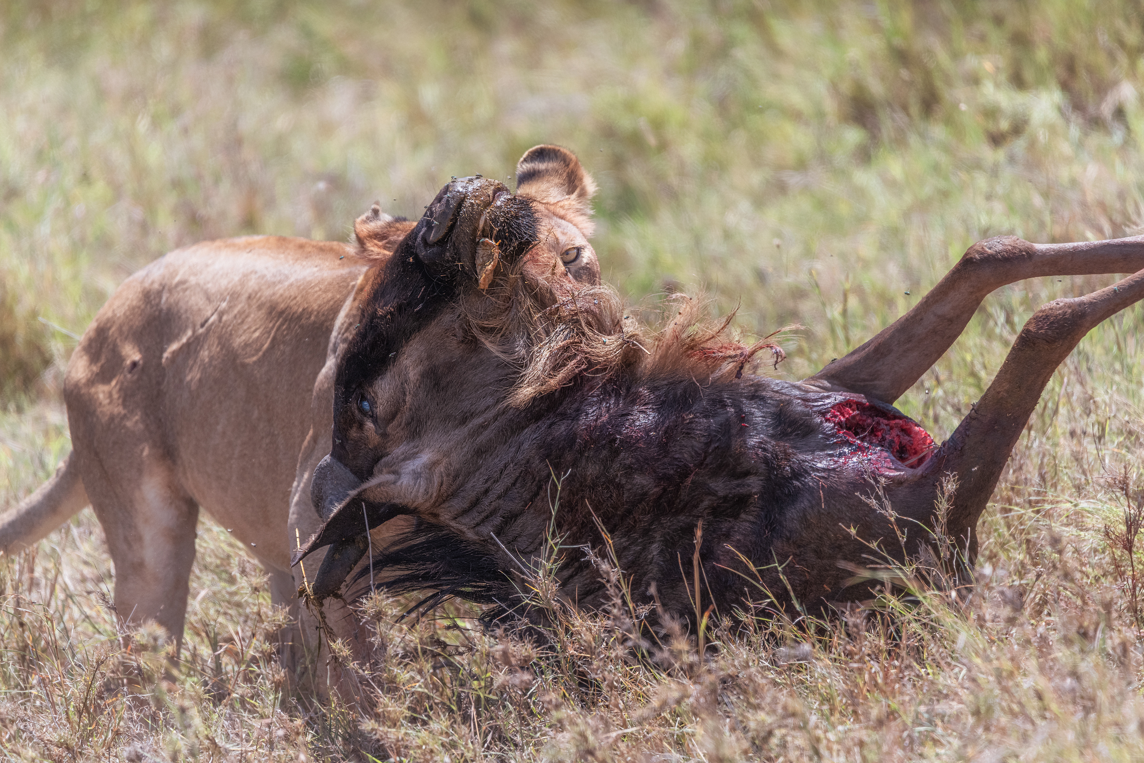 León (Panthera leo)