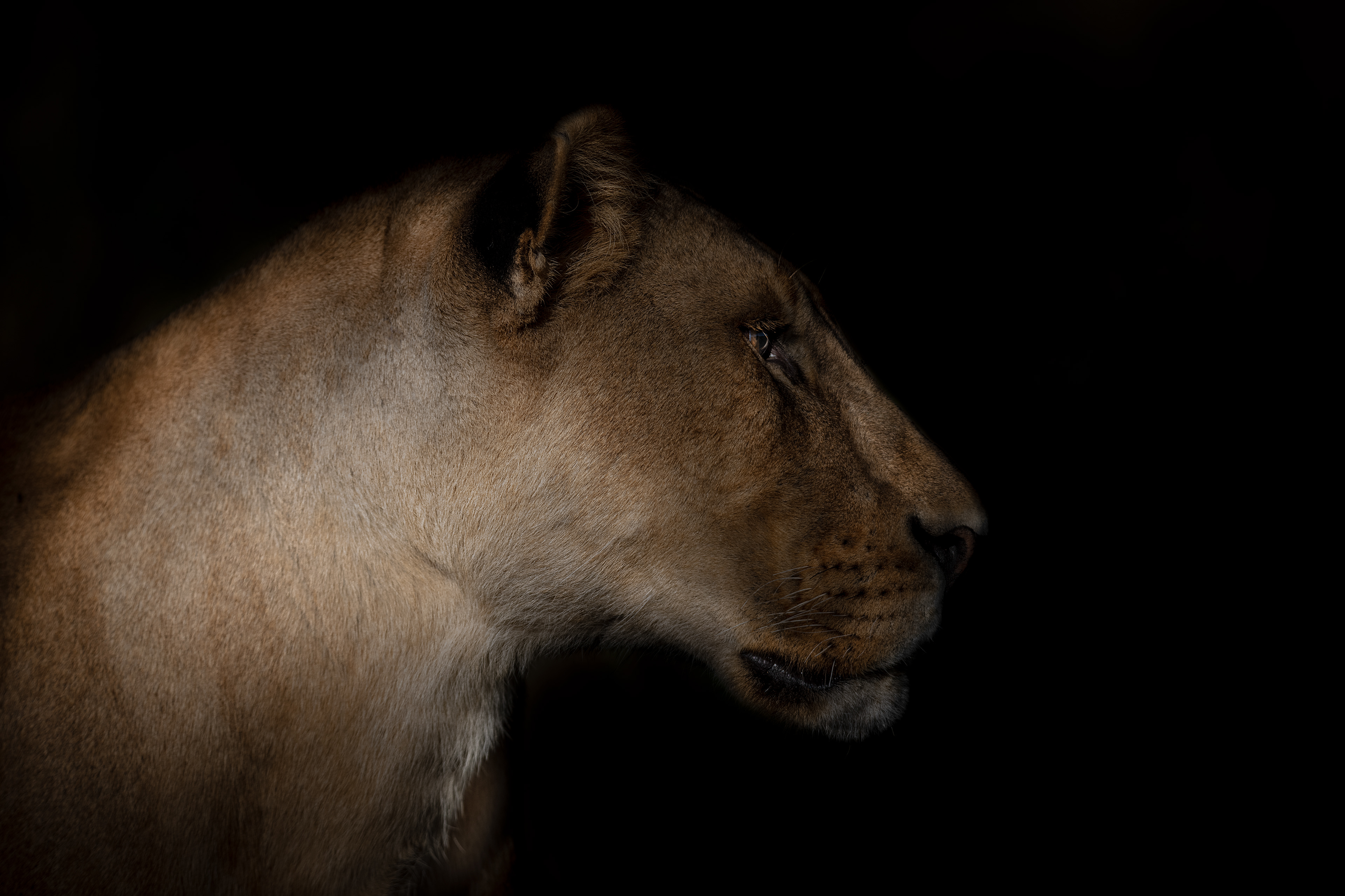 León (Panthera leo)