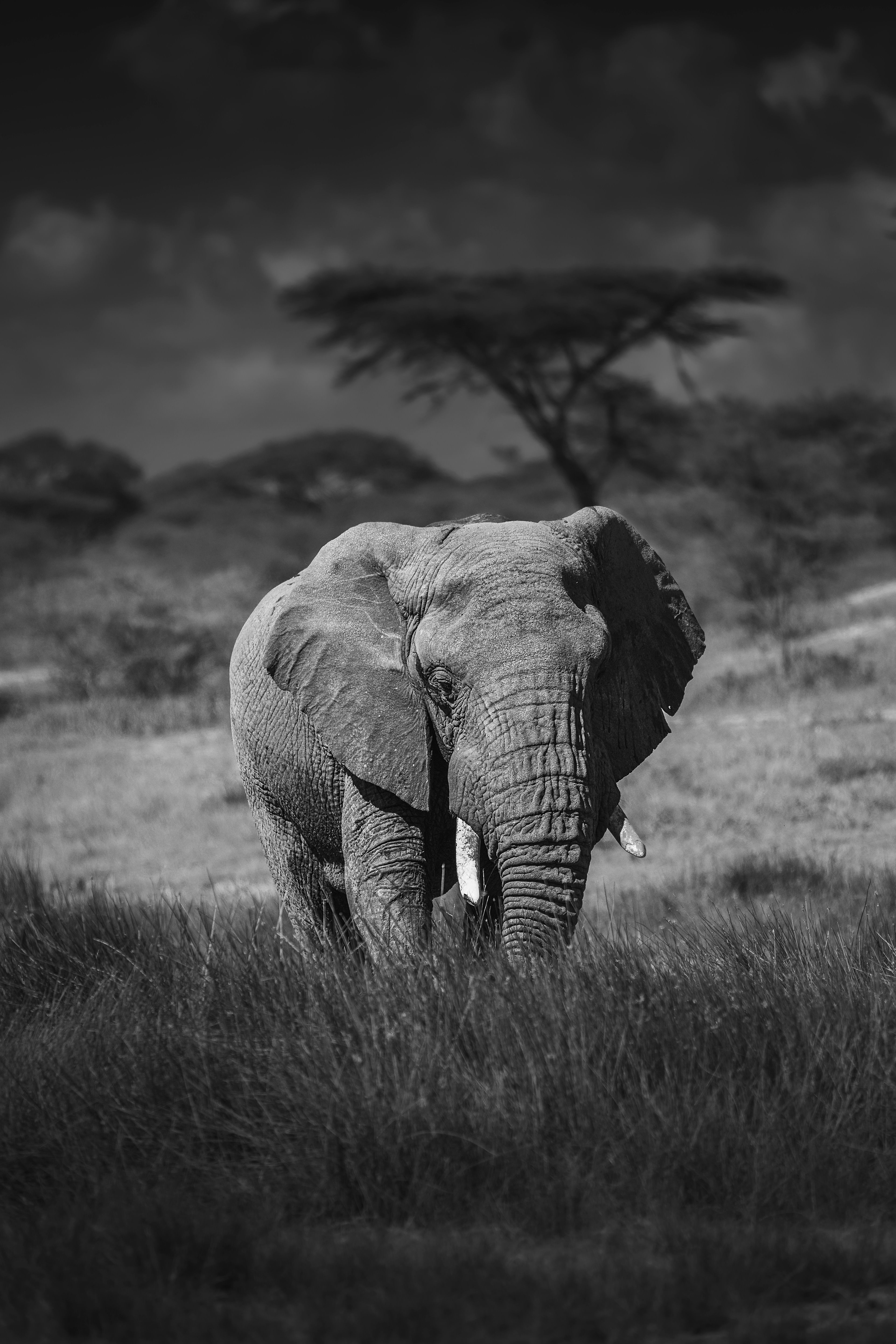 Elefante africano (Loxodonta africana)