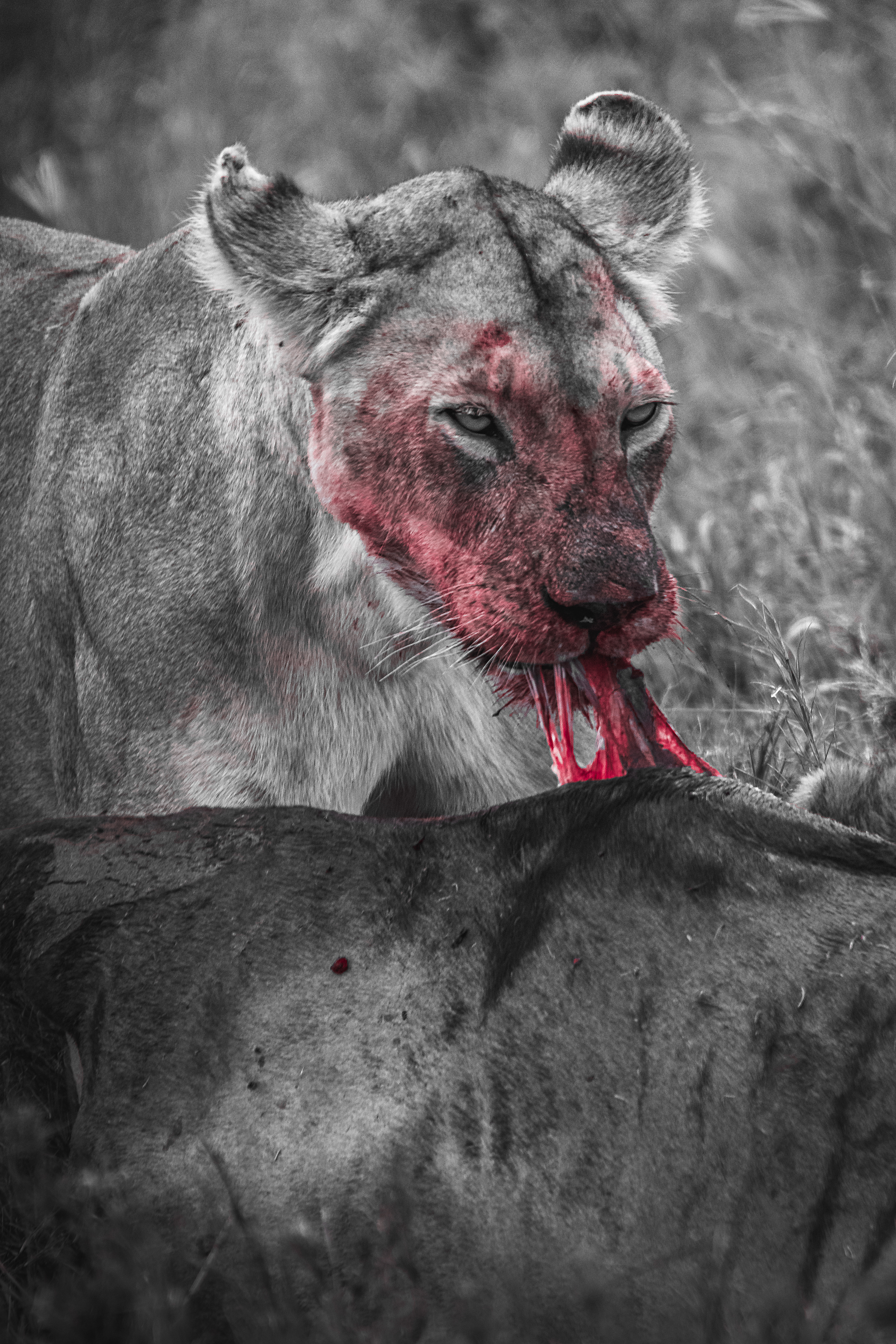 León (Panthera leo)