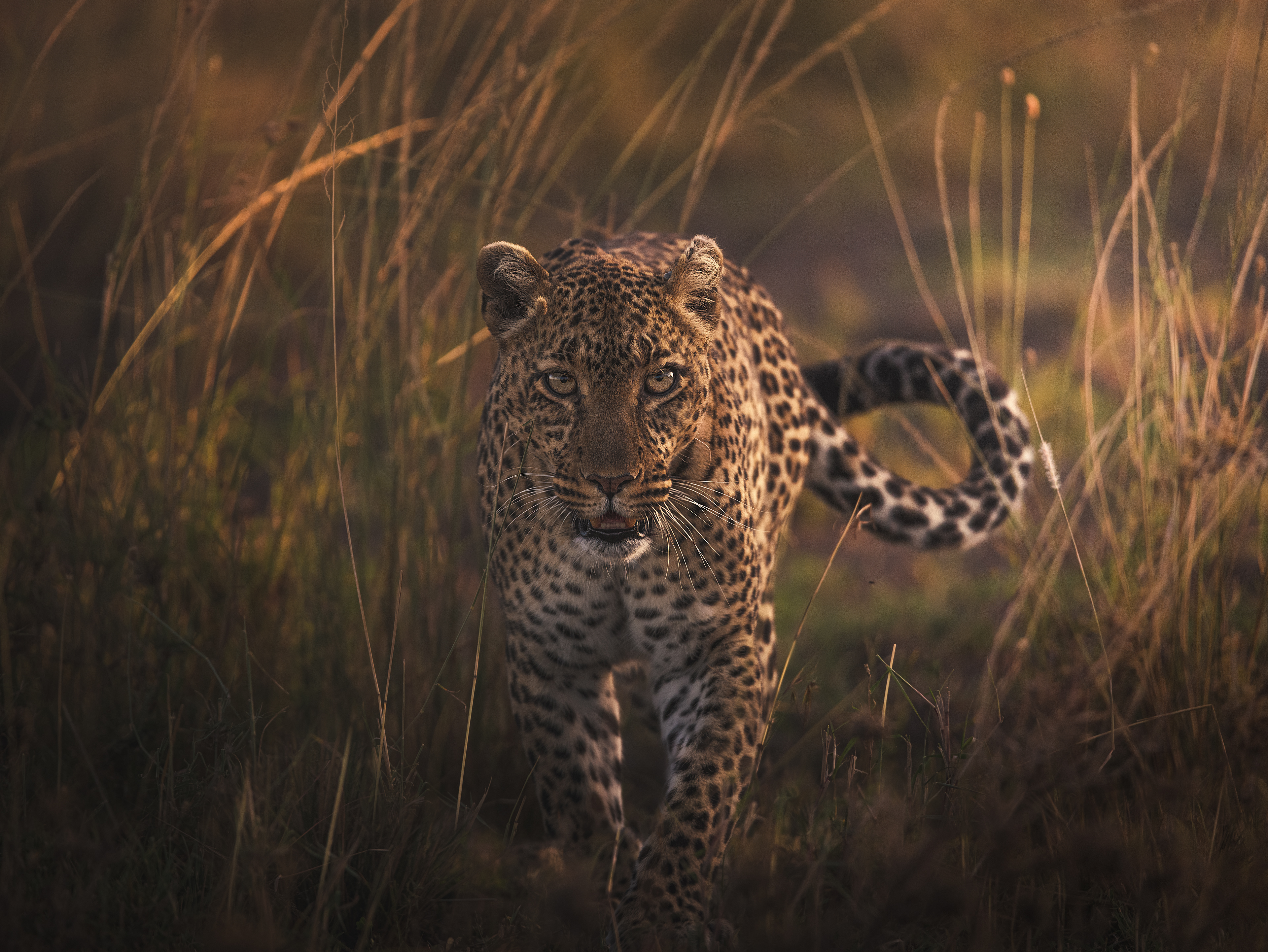 Leopardo (Panthera pardus)