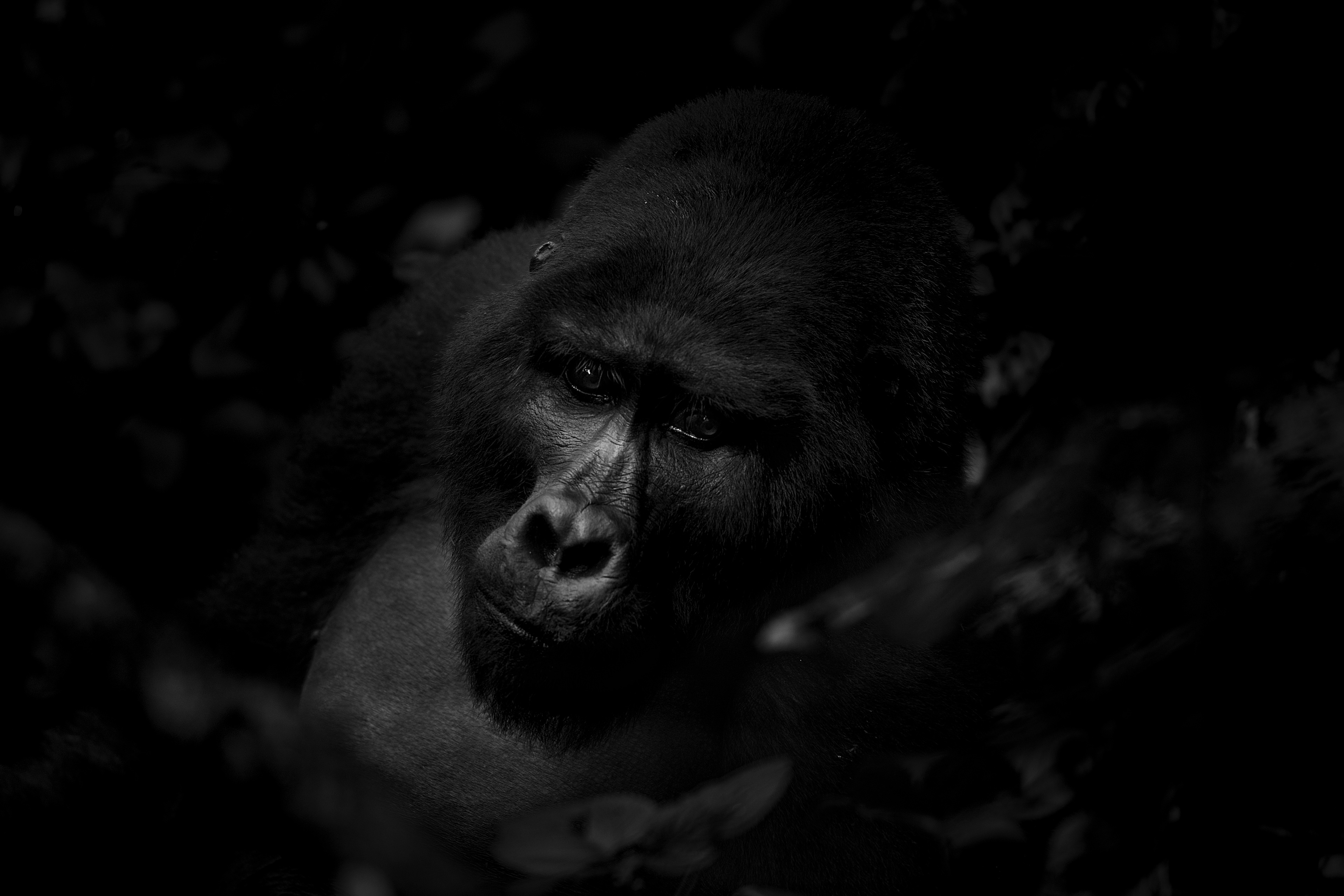 Gorila de Montaña (Gorilla beringei beringei)