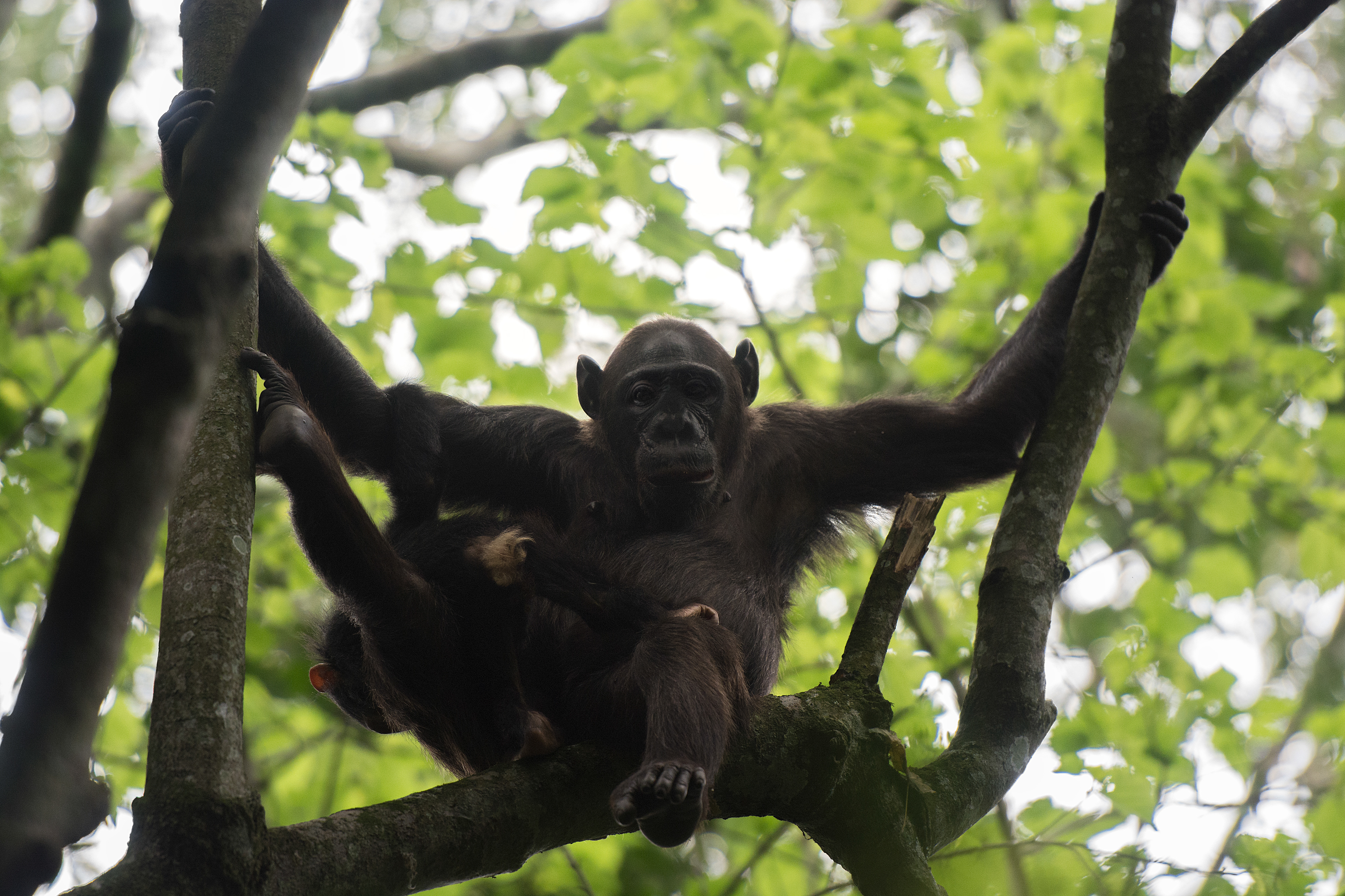 Chimpancé común (Pan troglodytes)