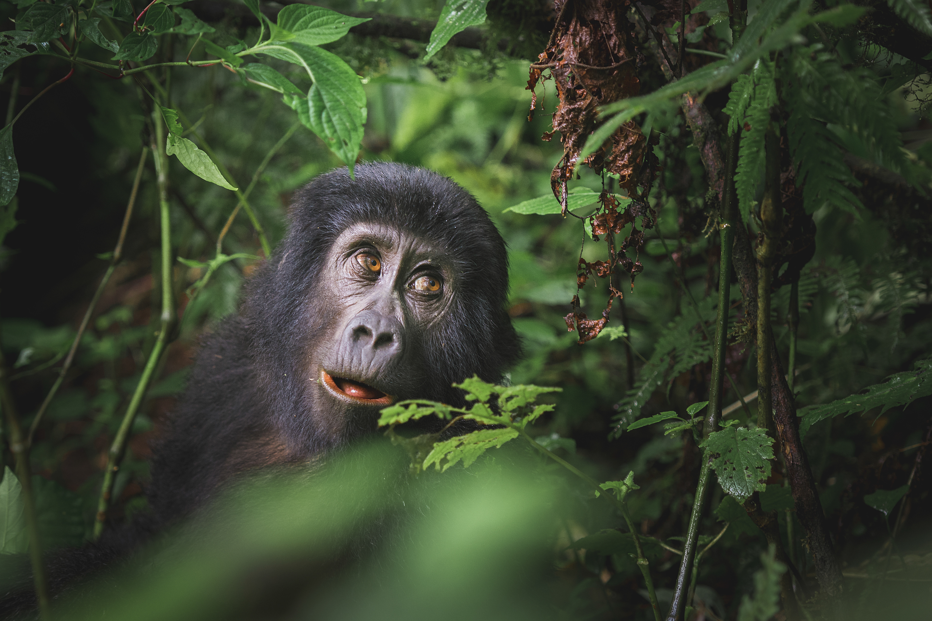Gorila de Montaña (Gorilla beringei beringei)