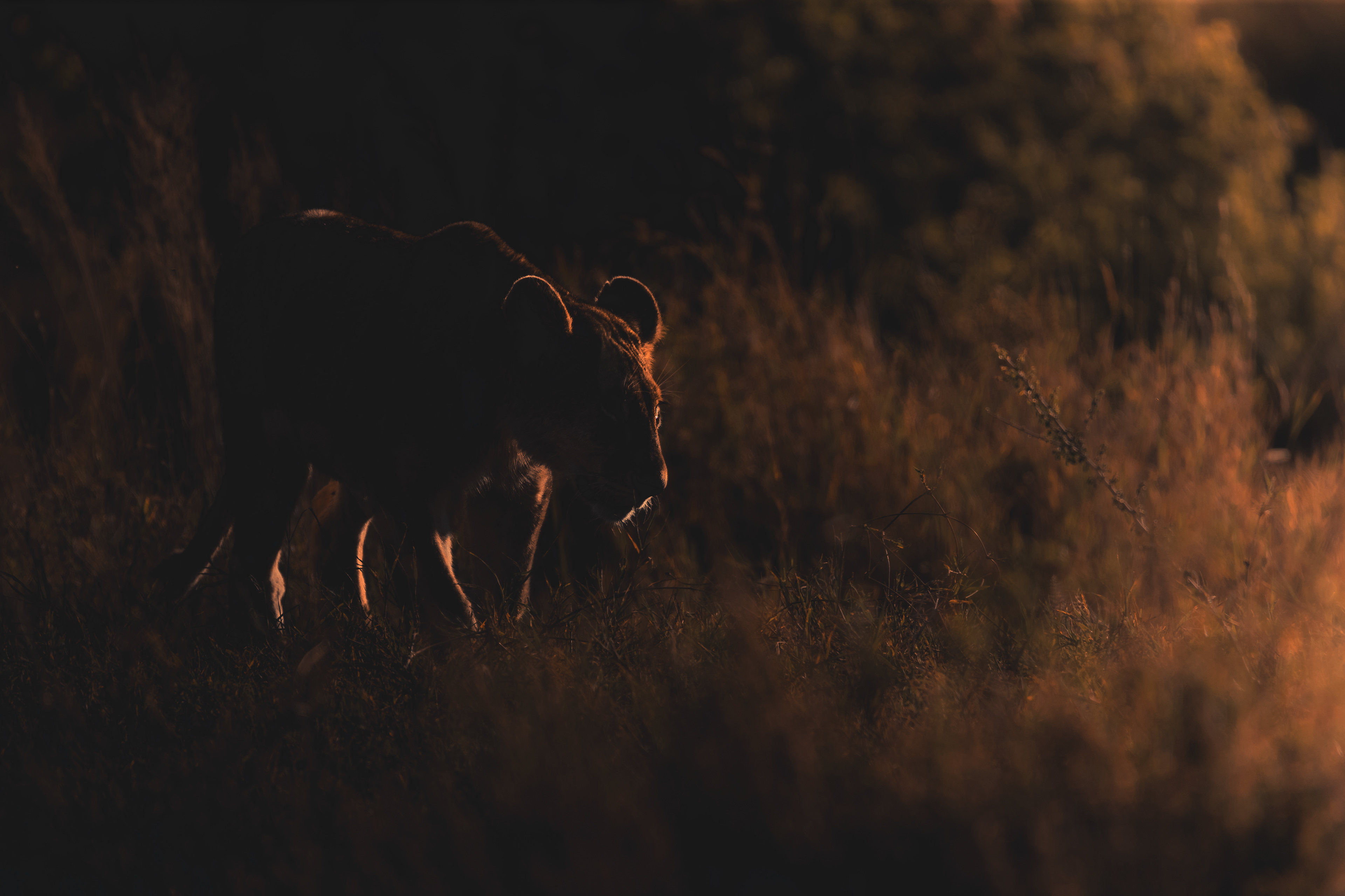 León (Panthera leo)