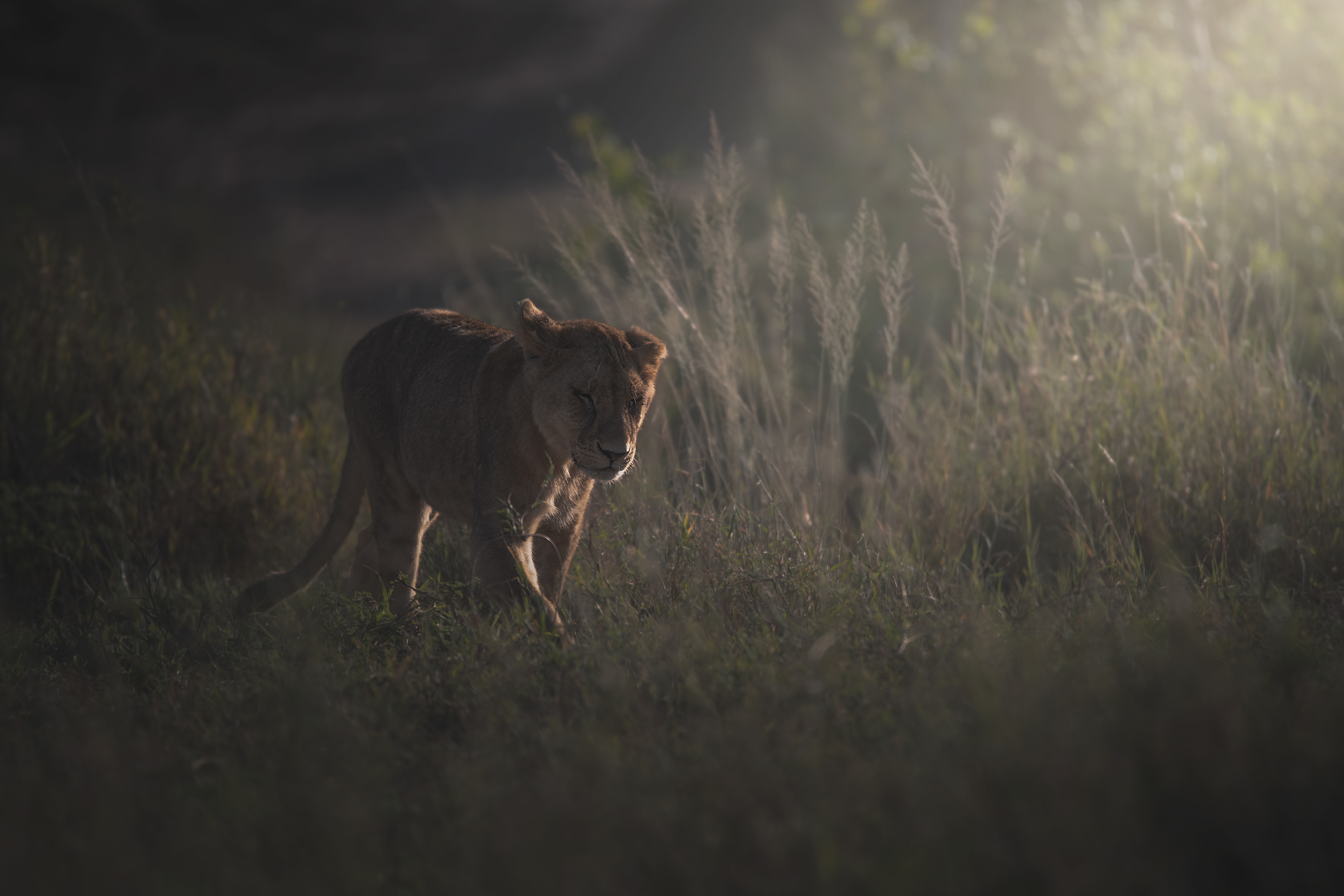 León (Panthera leo)