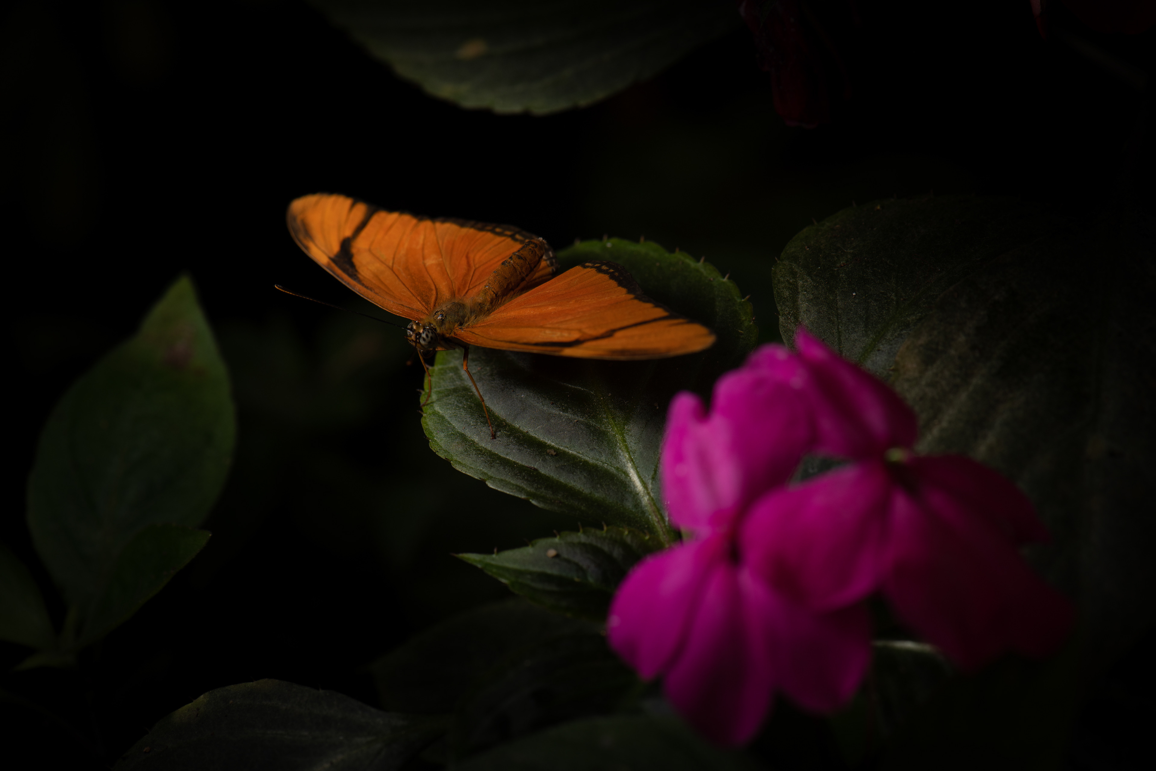Mariposa flama (Dryas iulia)