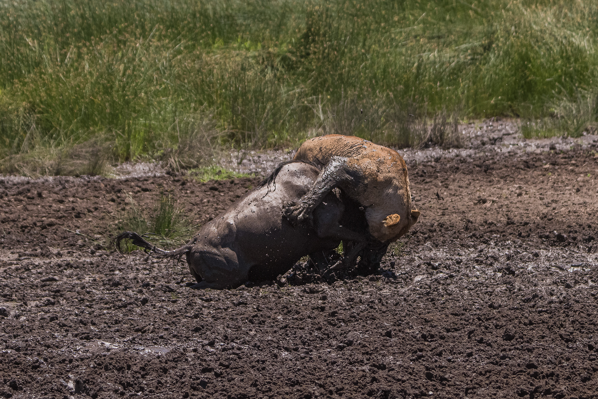 León (Panthera leo)