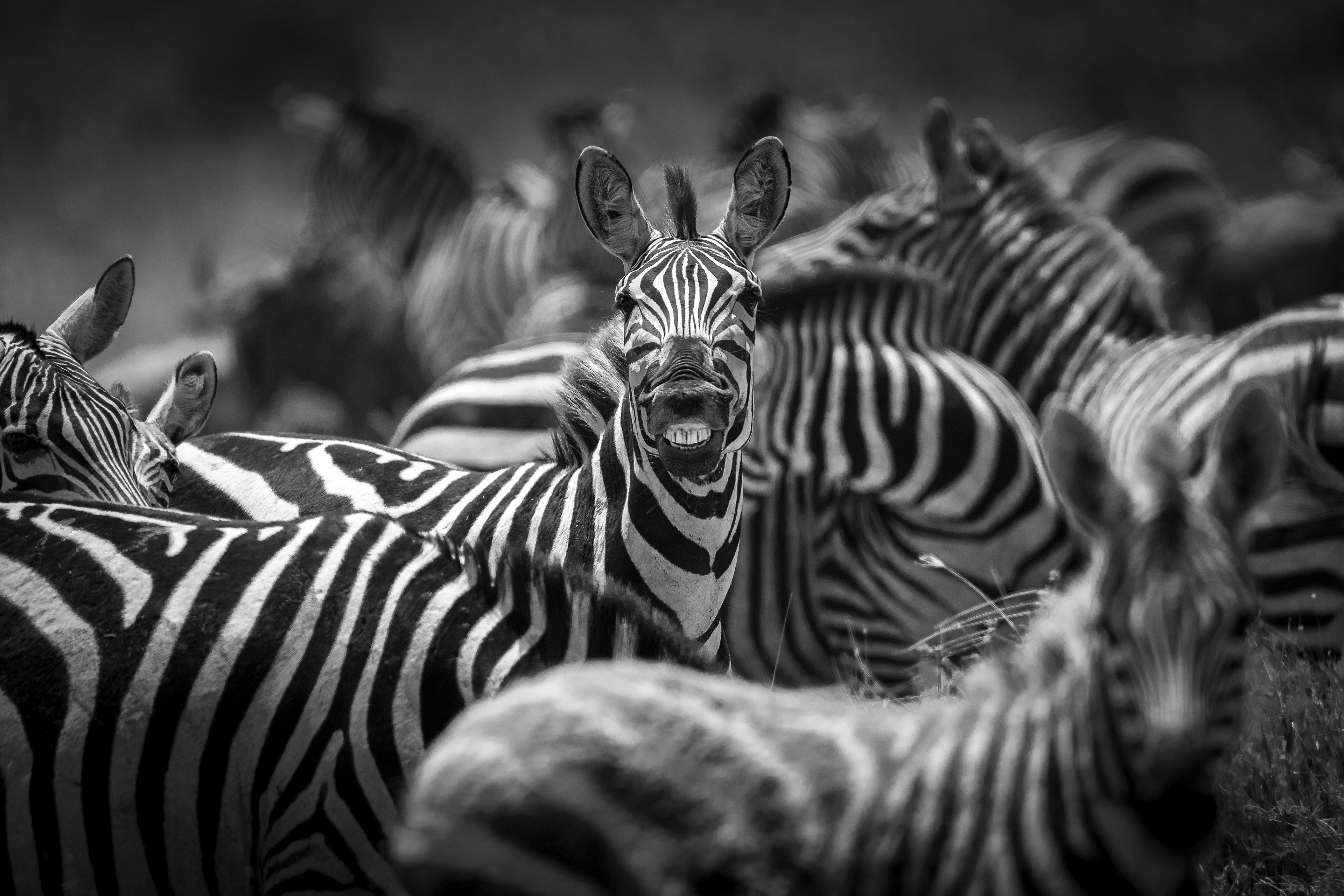 Cebra común (Equus quagga) 