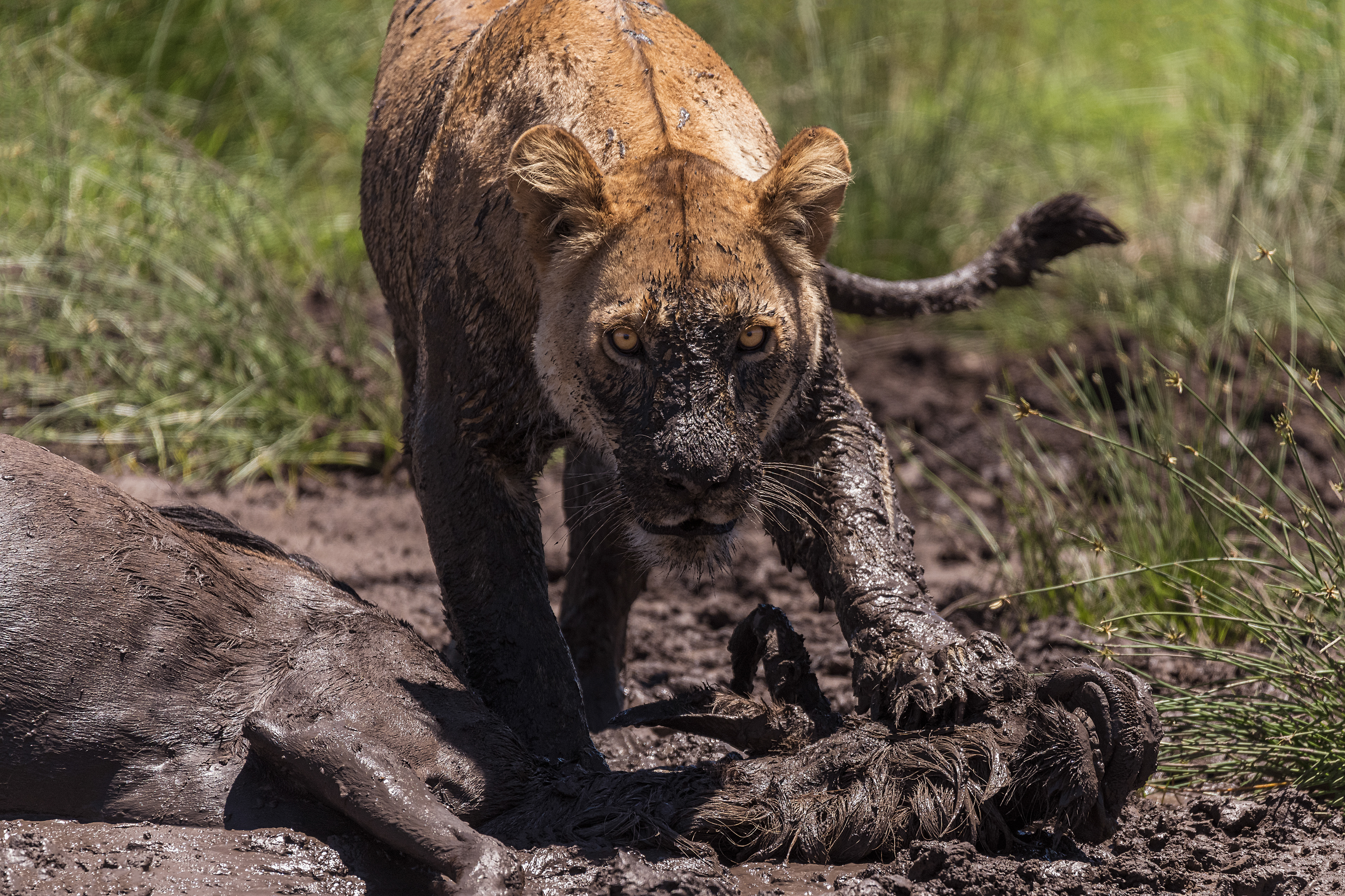 León (Panthera leo)