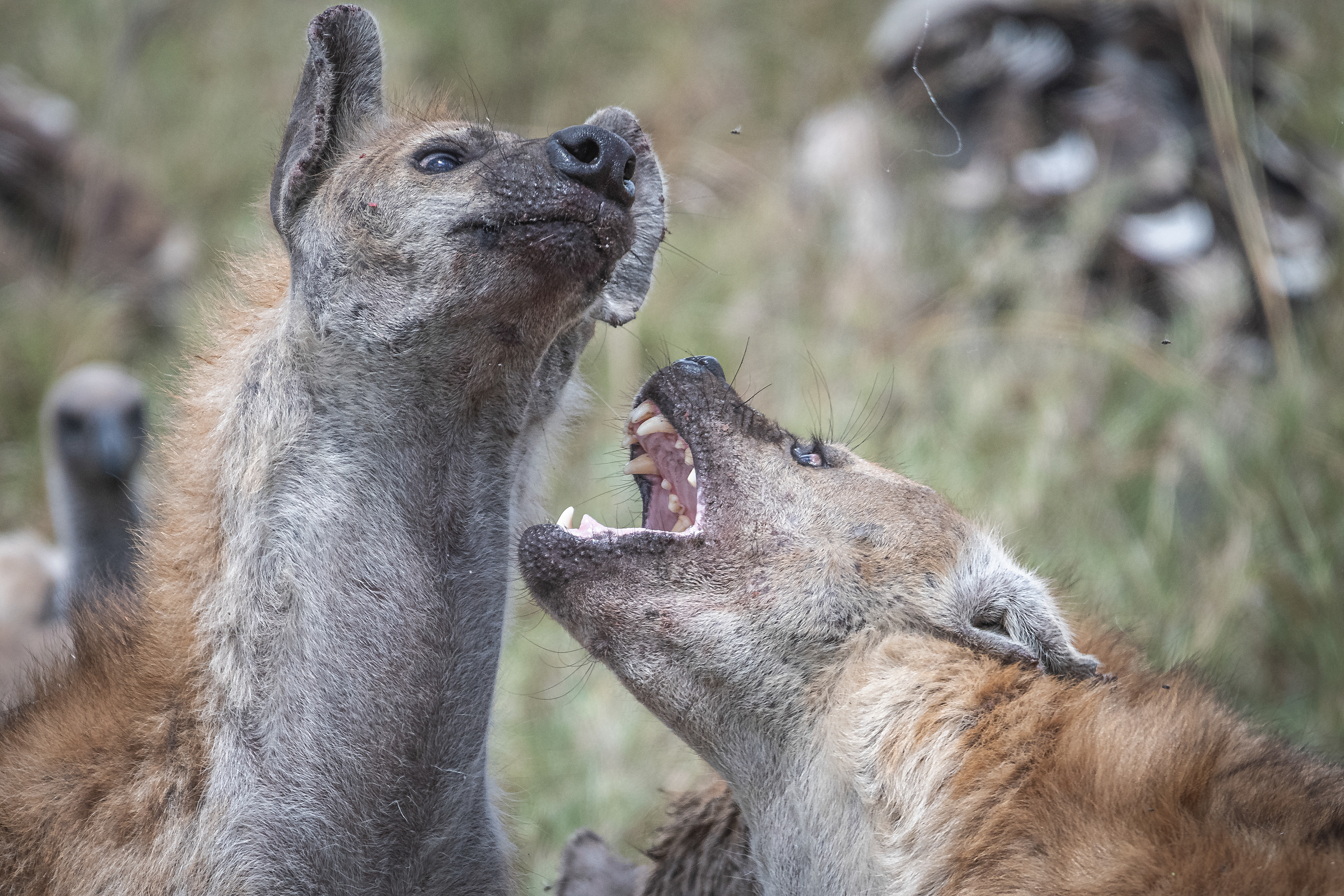 Hiena manchada (Crocuta crocuta)