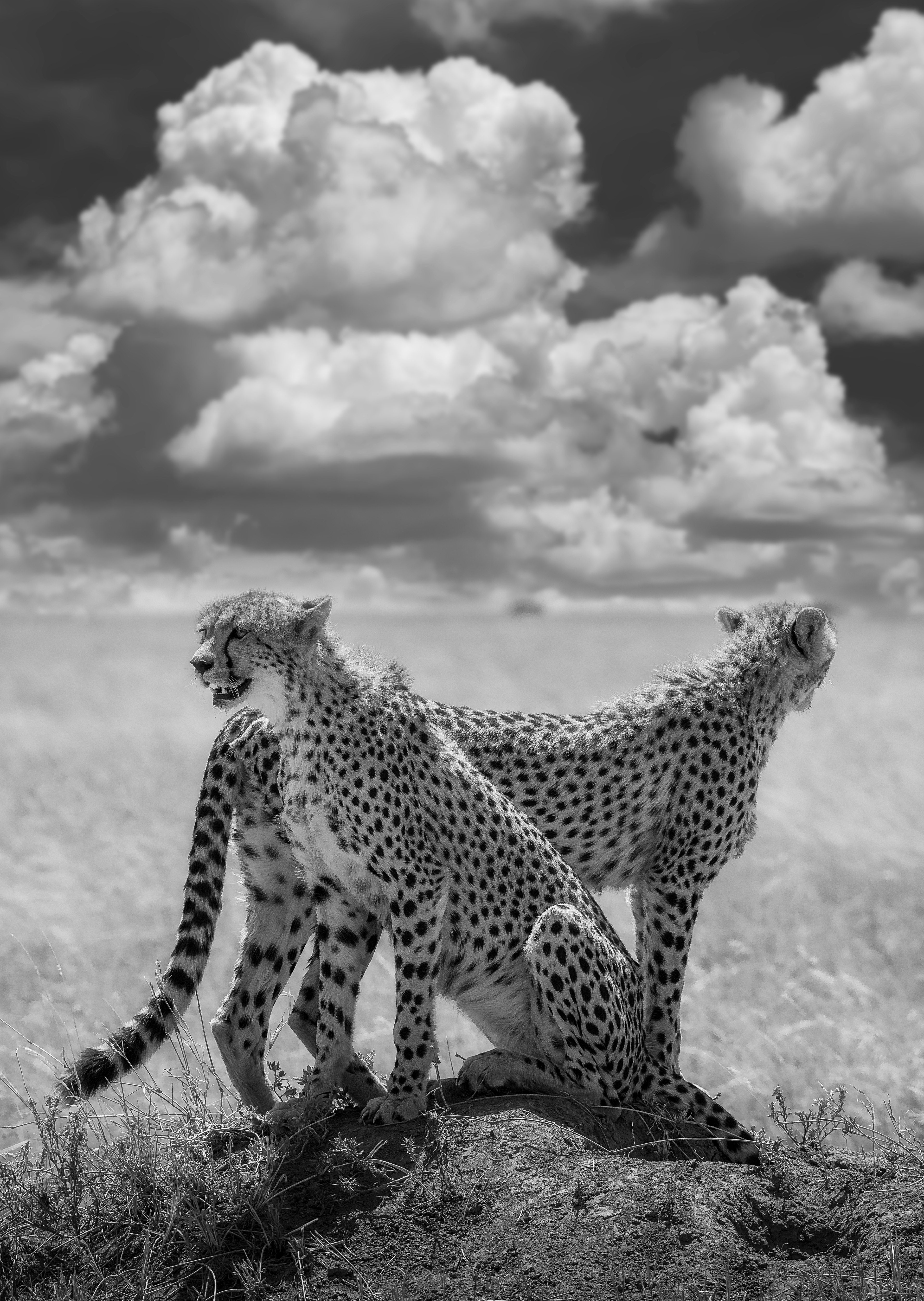 Guepardo (Acinonyx jubatus)