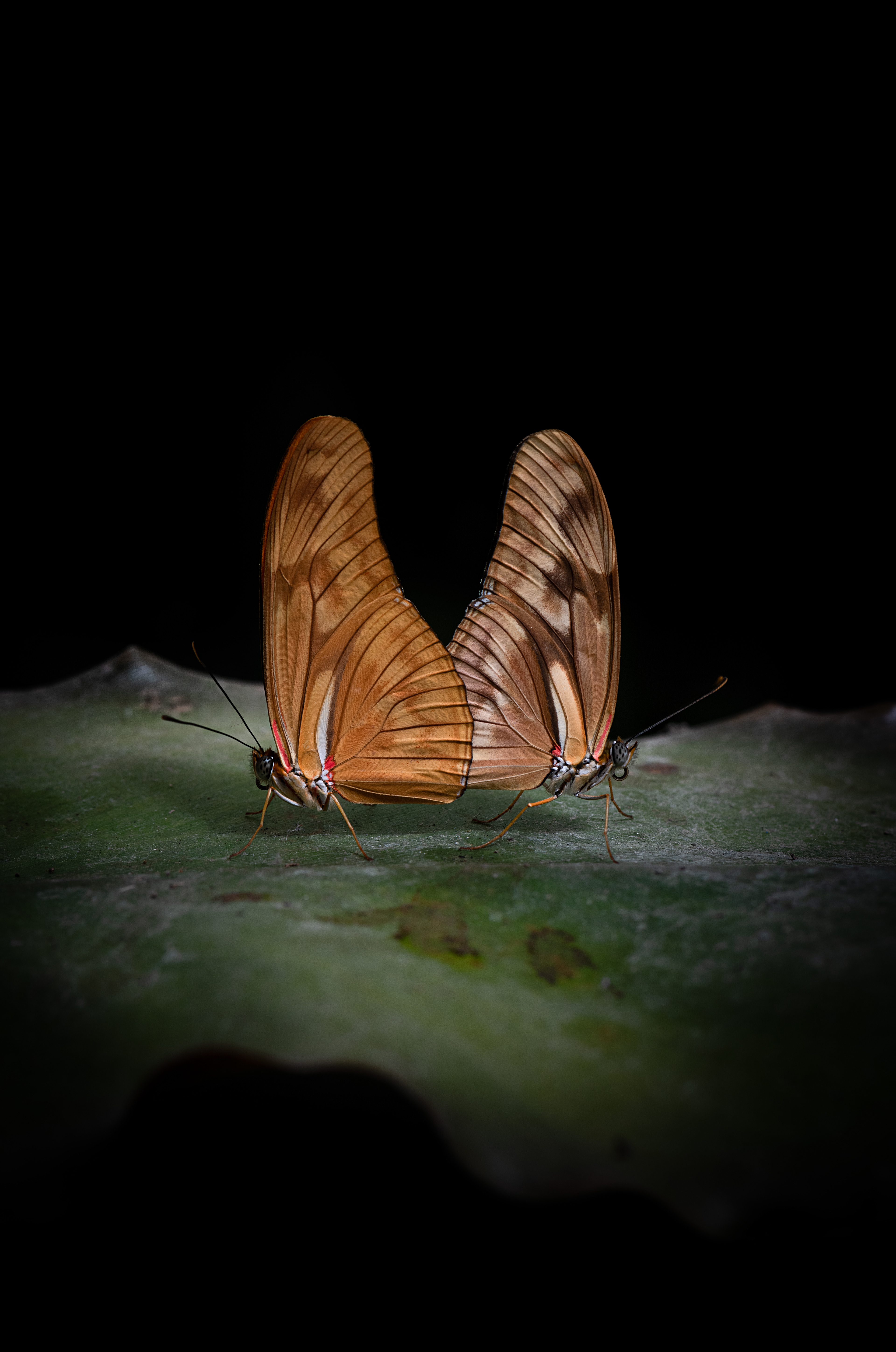 Mariposa flama (Dryas iulia)
