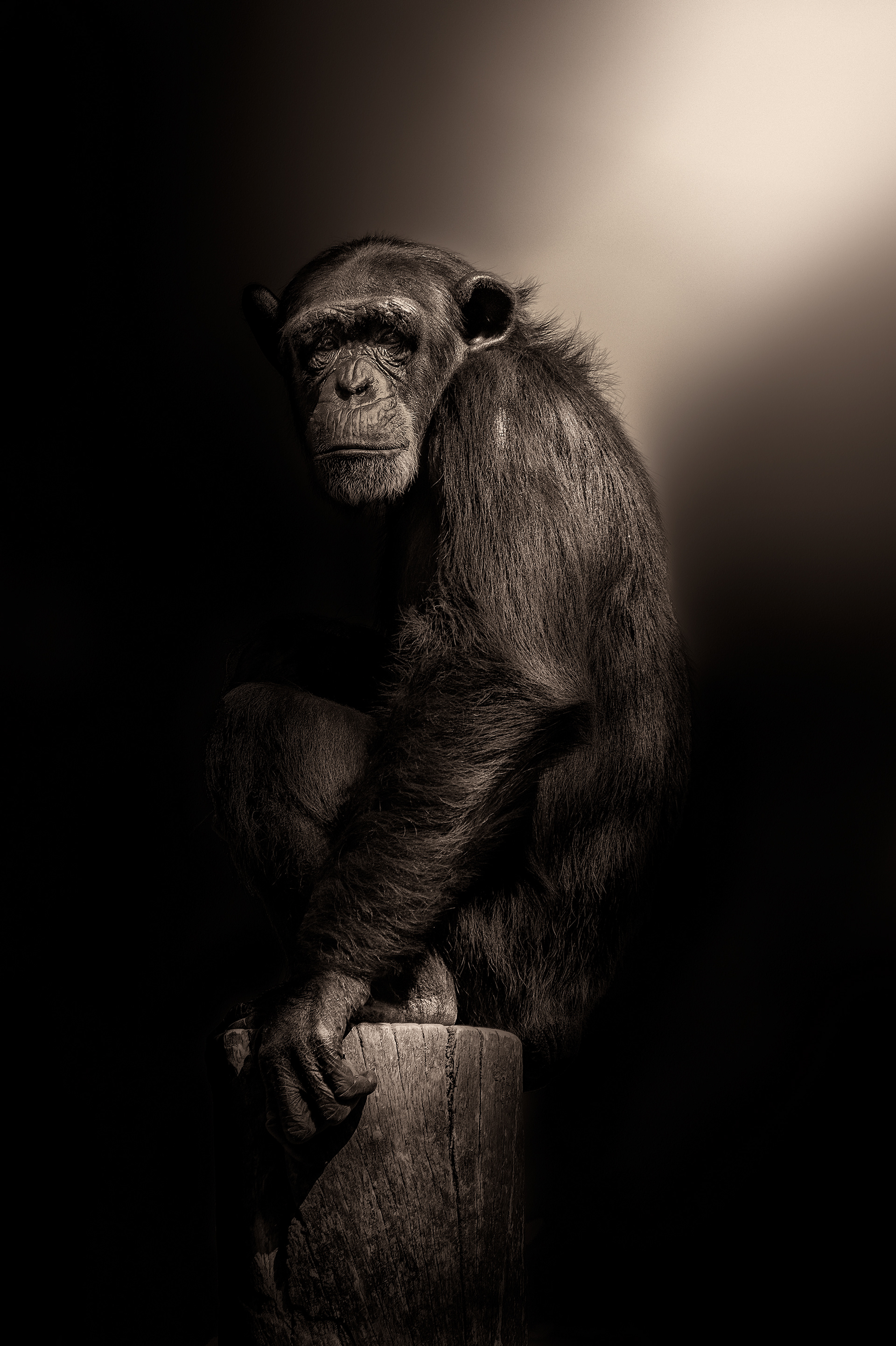 Chimpancé común (Pan troglodytes)