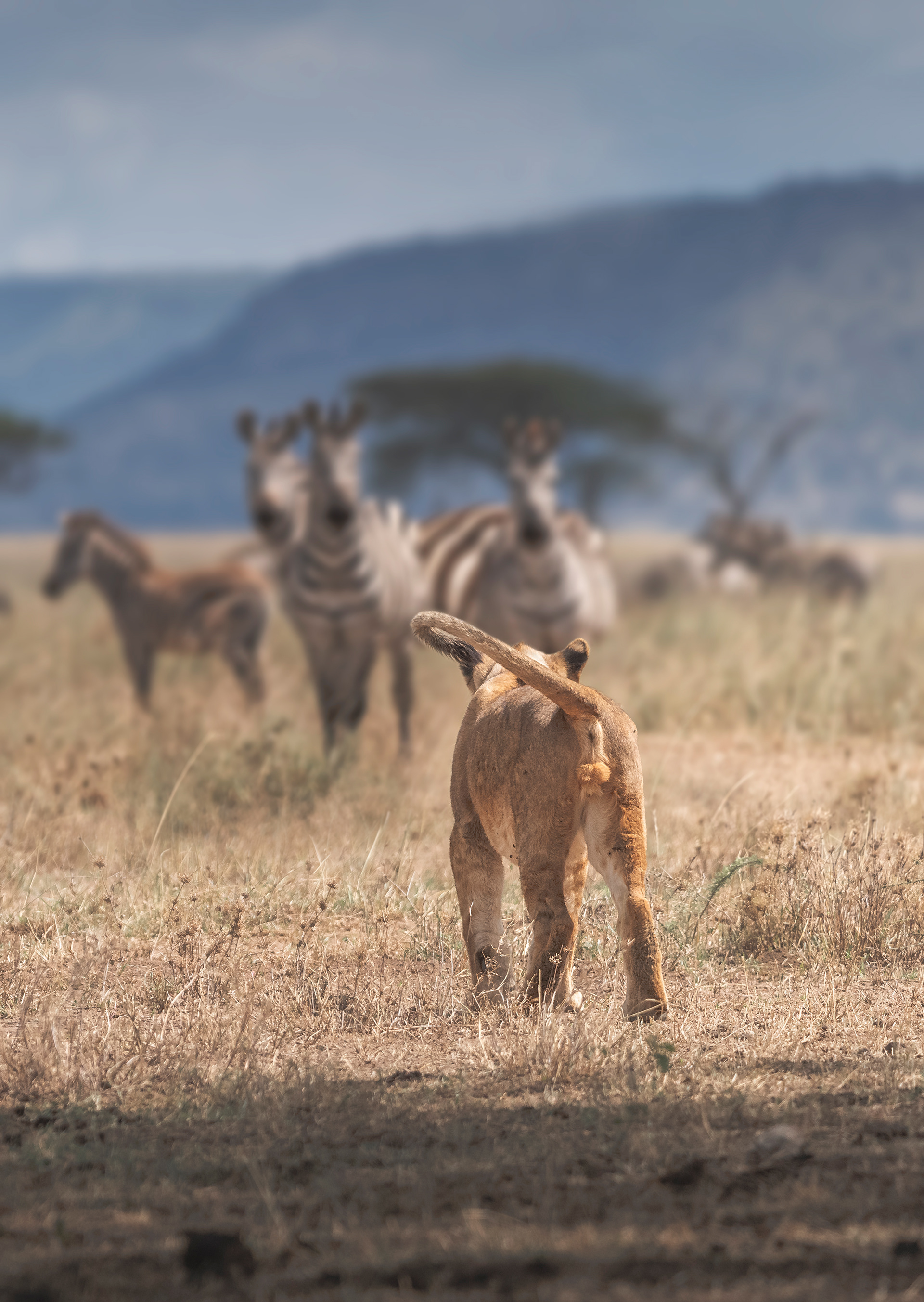 León (Panthera leo)