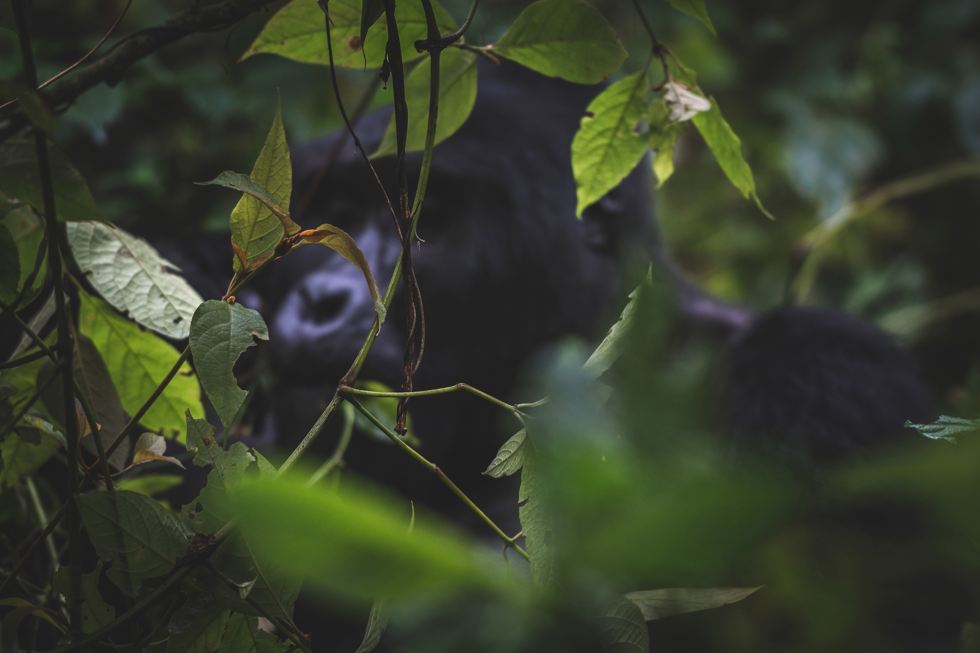 Gorila de Montaña (Gorilla beringei beringei)