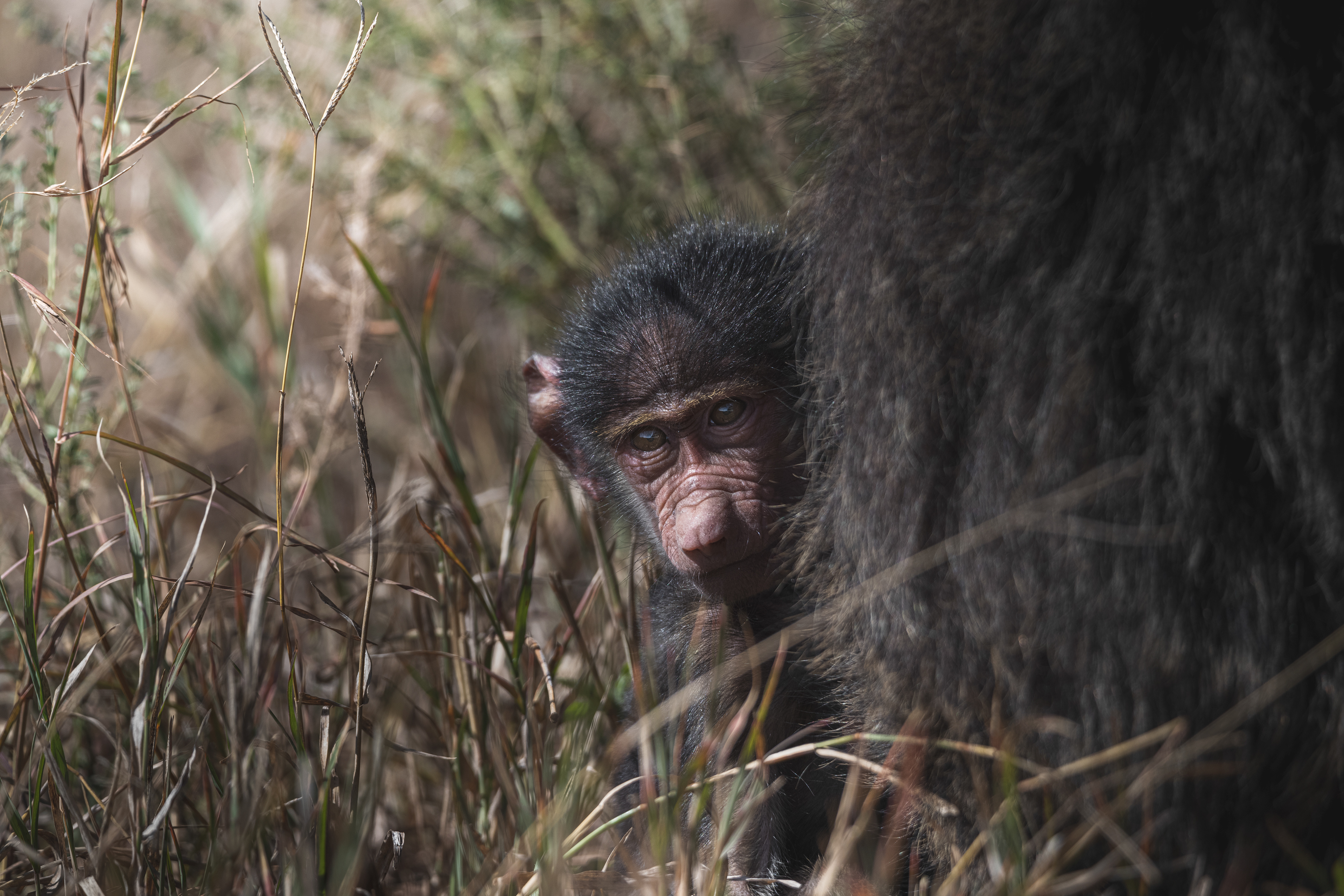 Babuino (Papio anubis)