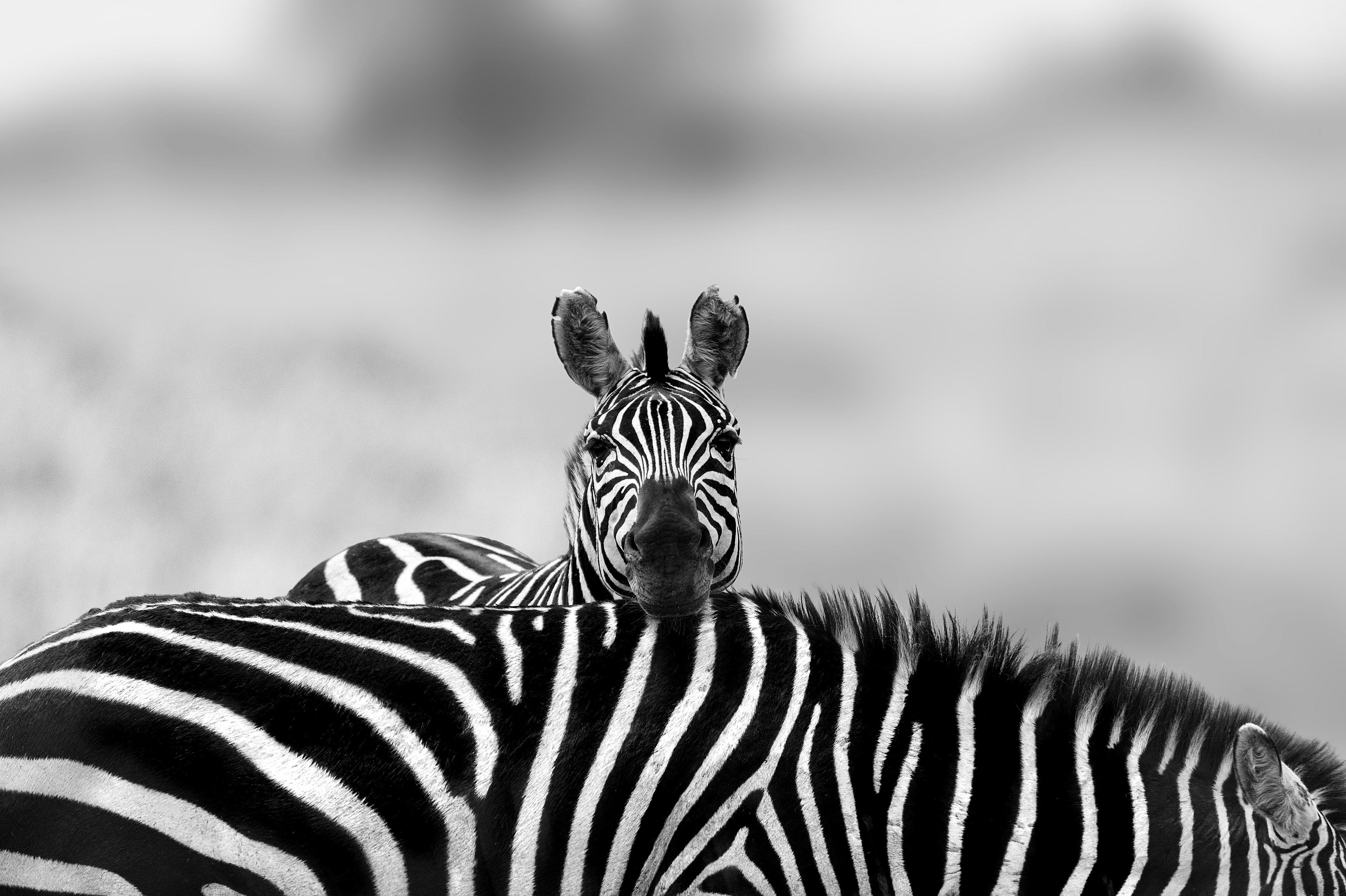 Cebra común (Equus quagga) 