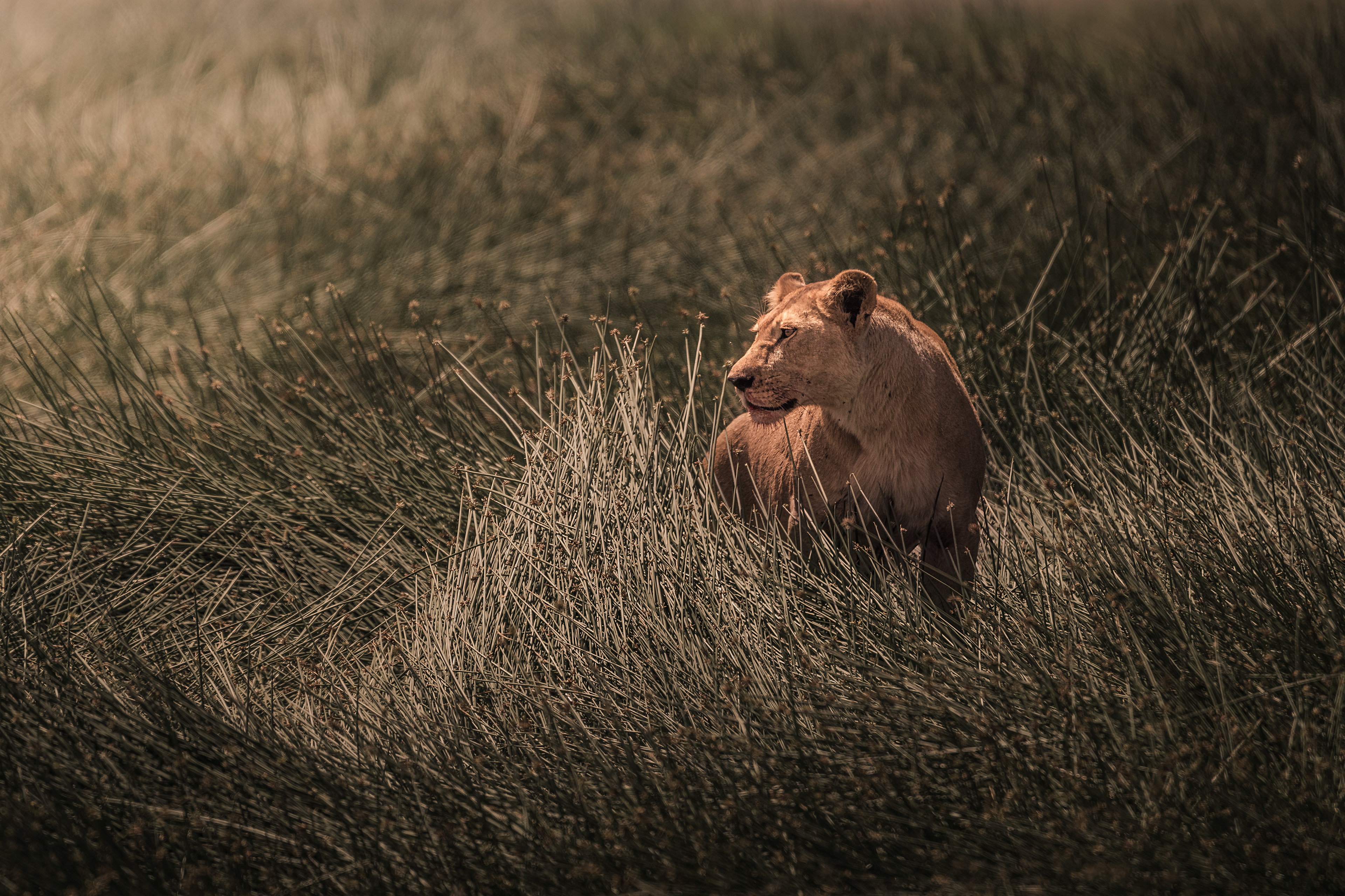 León (Panthera leo)