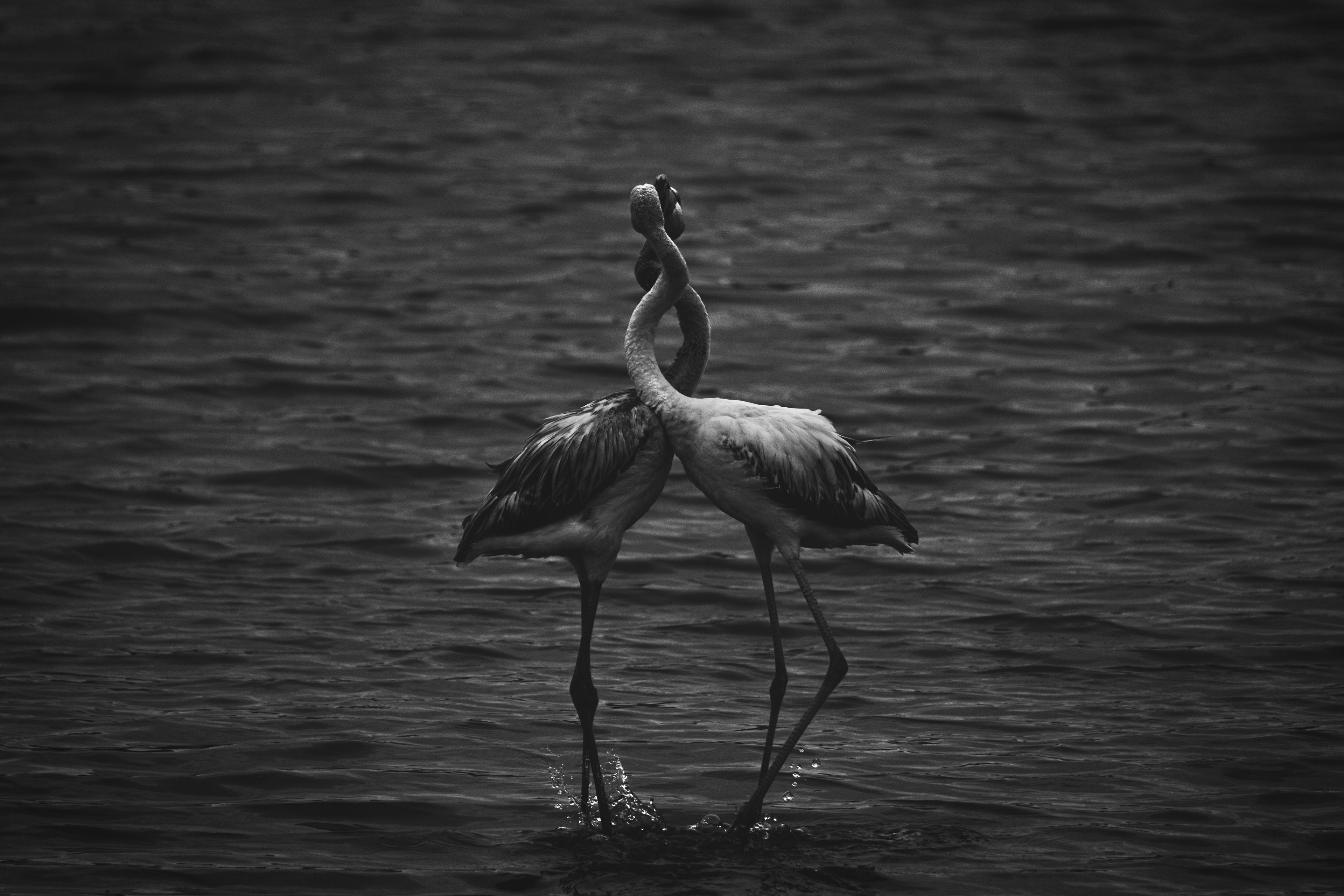 Flamenco común (Phoenicopterus roseus)​