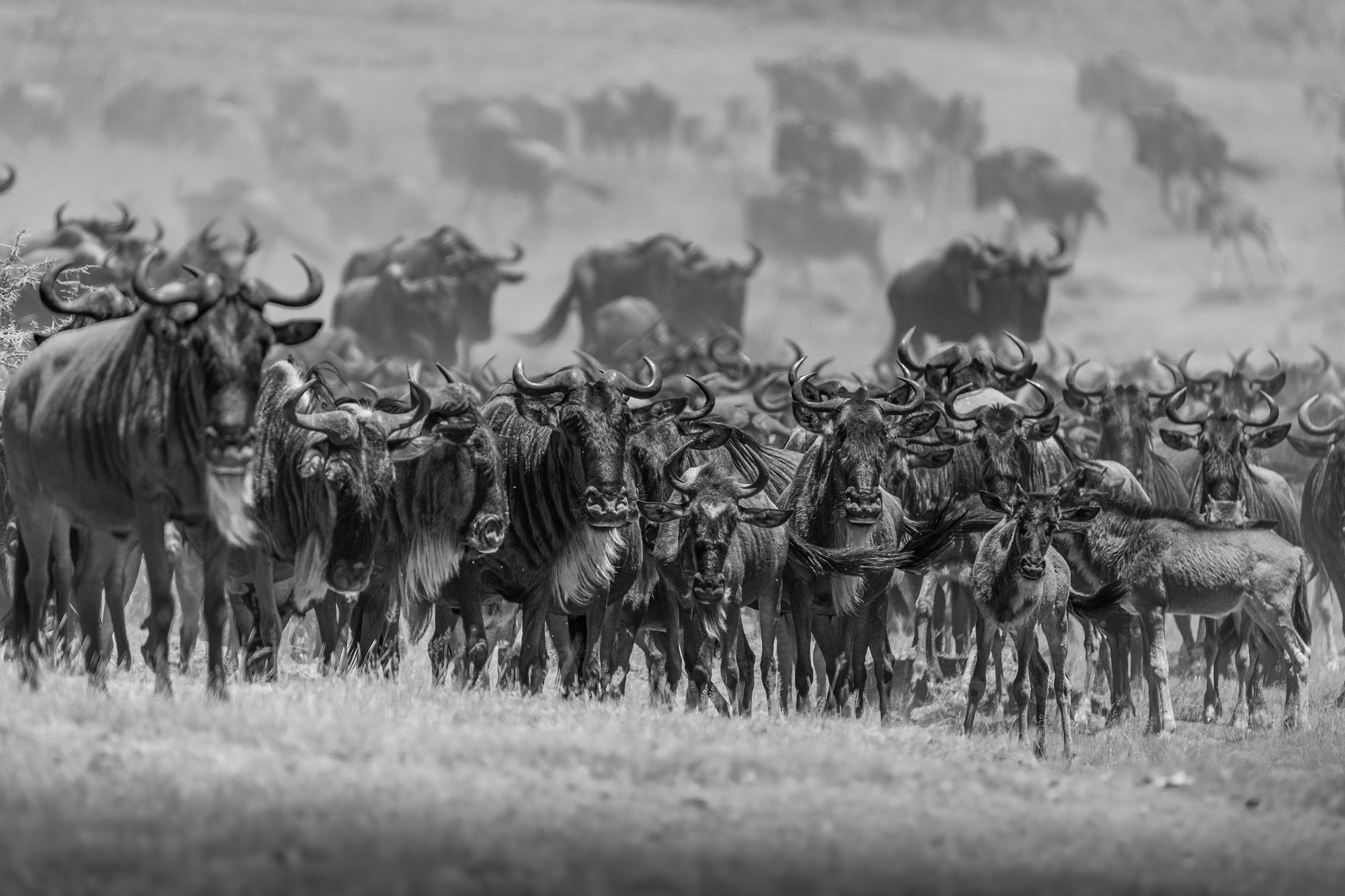 Ñu azul (Connochaetes taurinus)