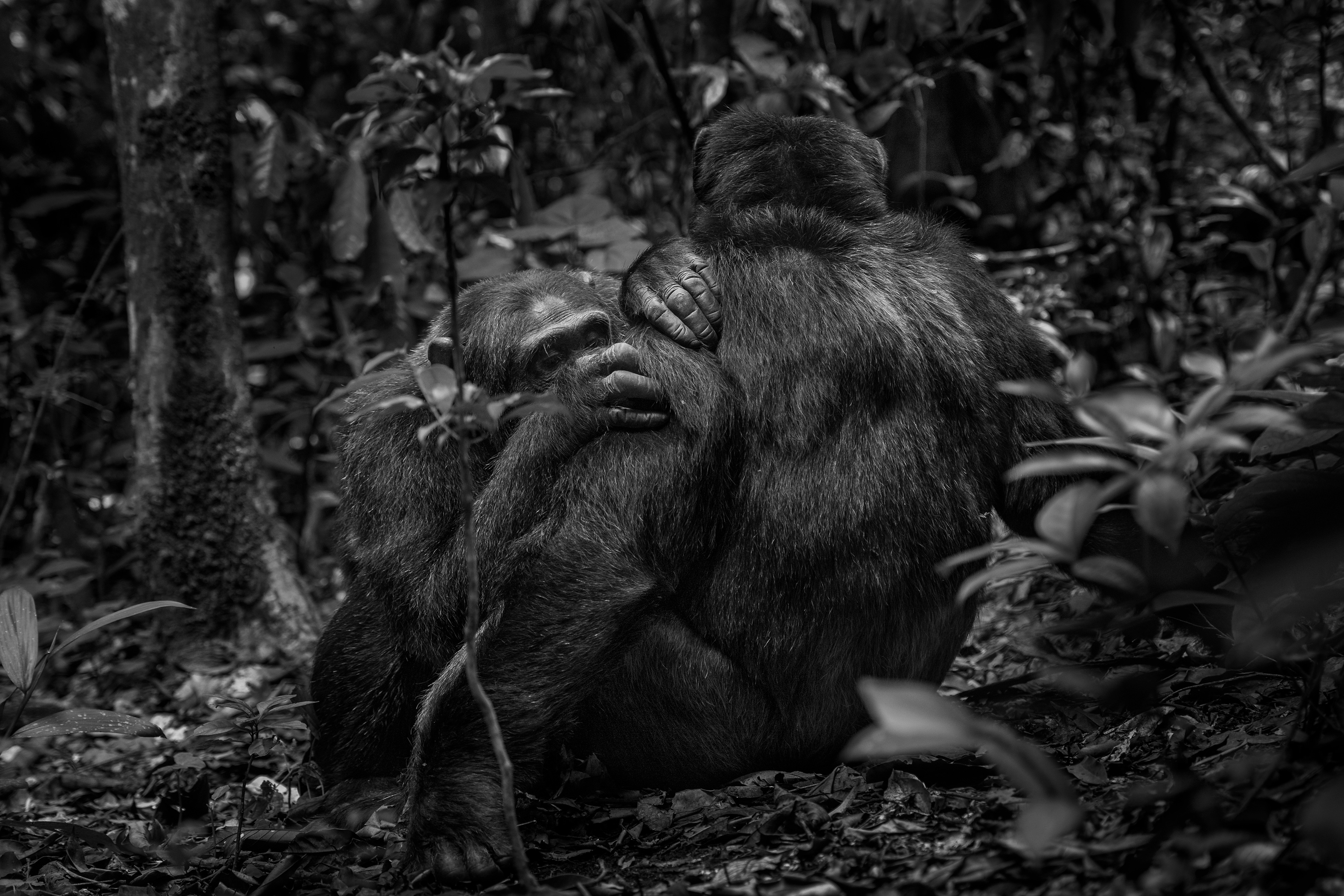 Chimpancé común (Pan troglodytes)