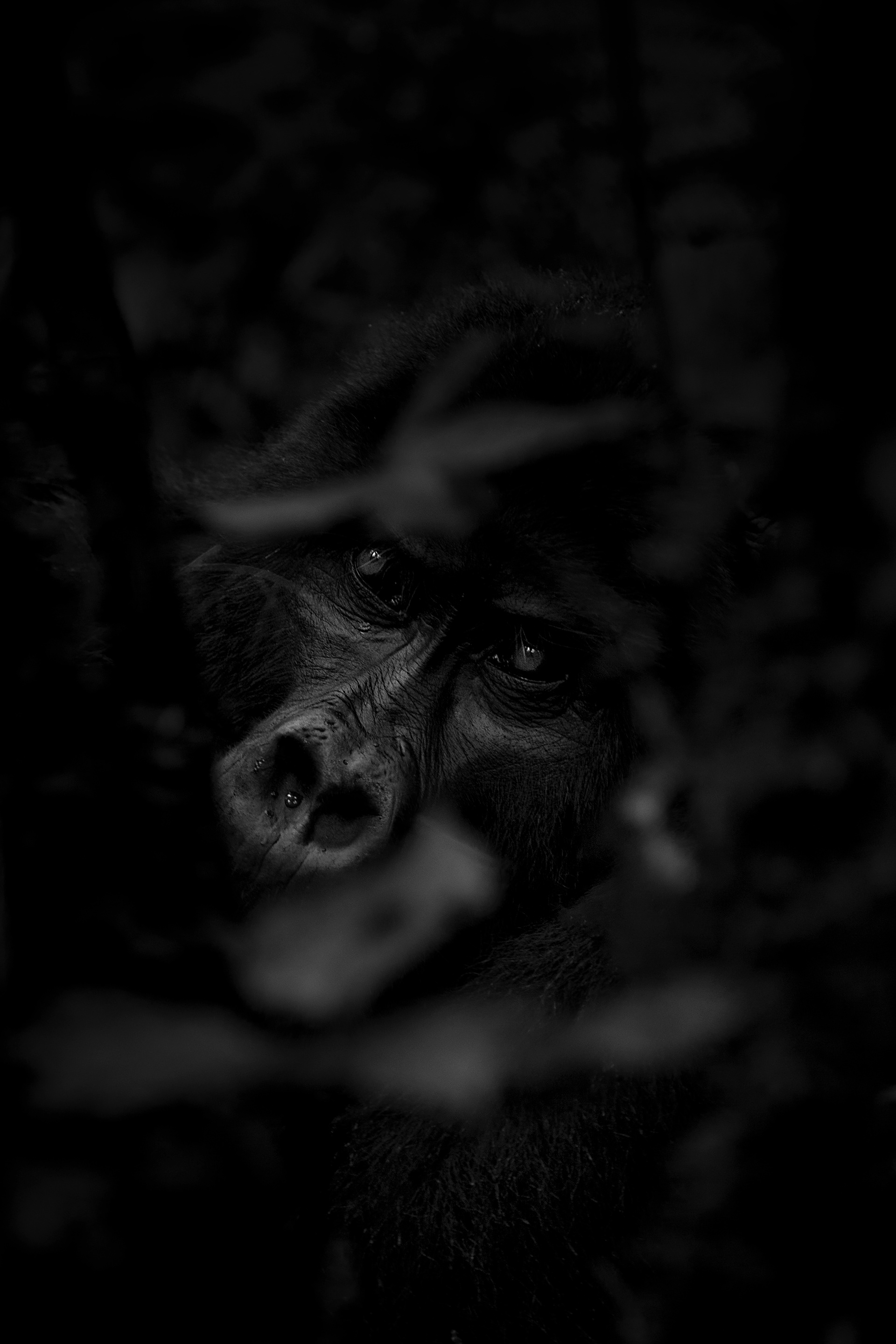 Gorila de Montaña (Gorilla beringei beringei)