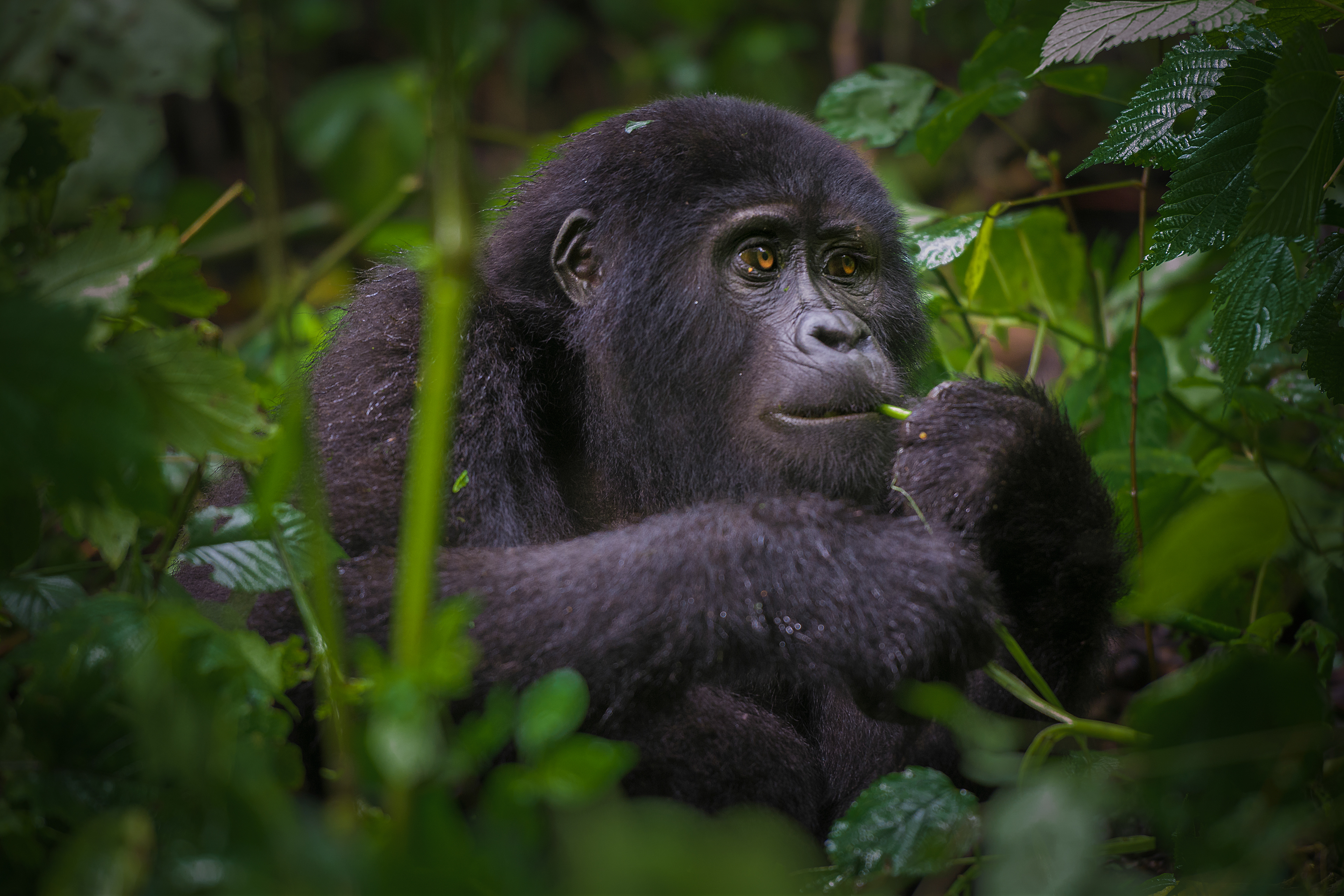 Gorila de Montaña (Gorilla beringei beringei)