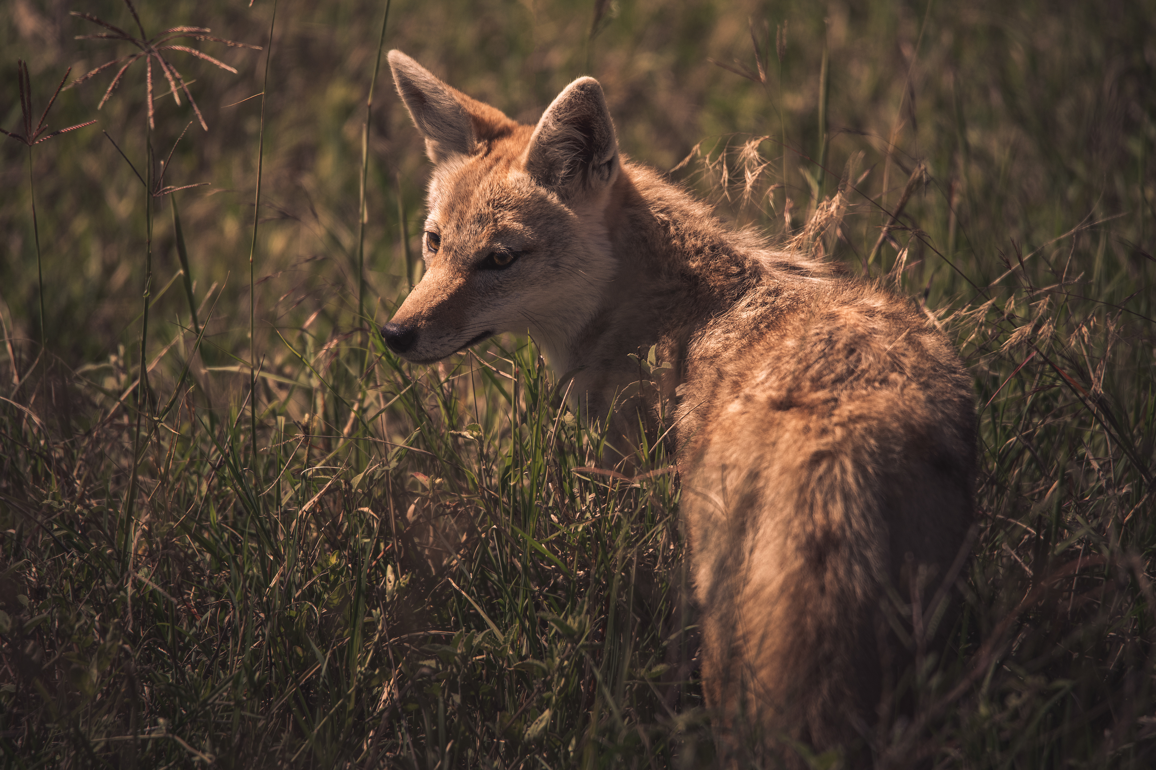 Chacal dorado (Canis aureus)