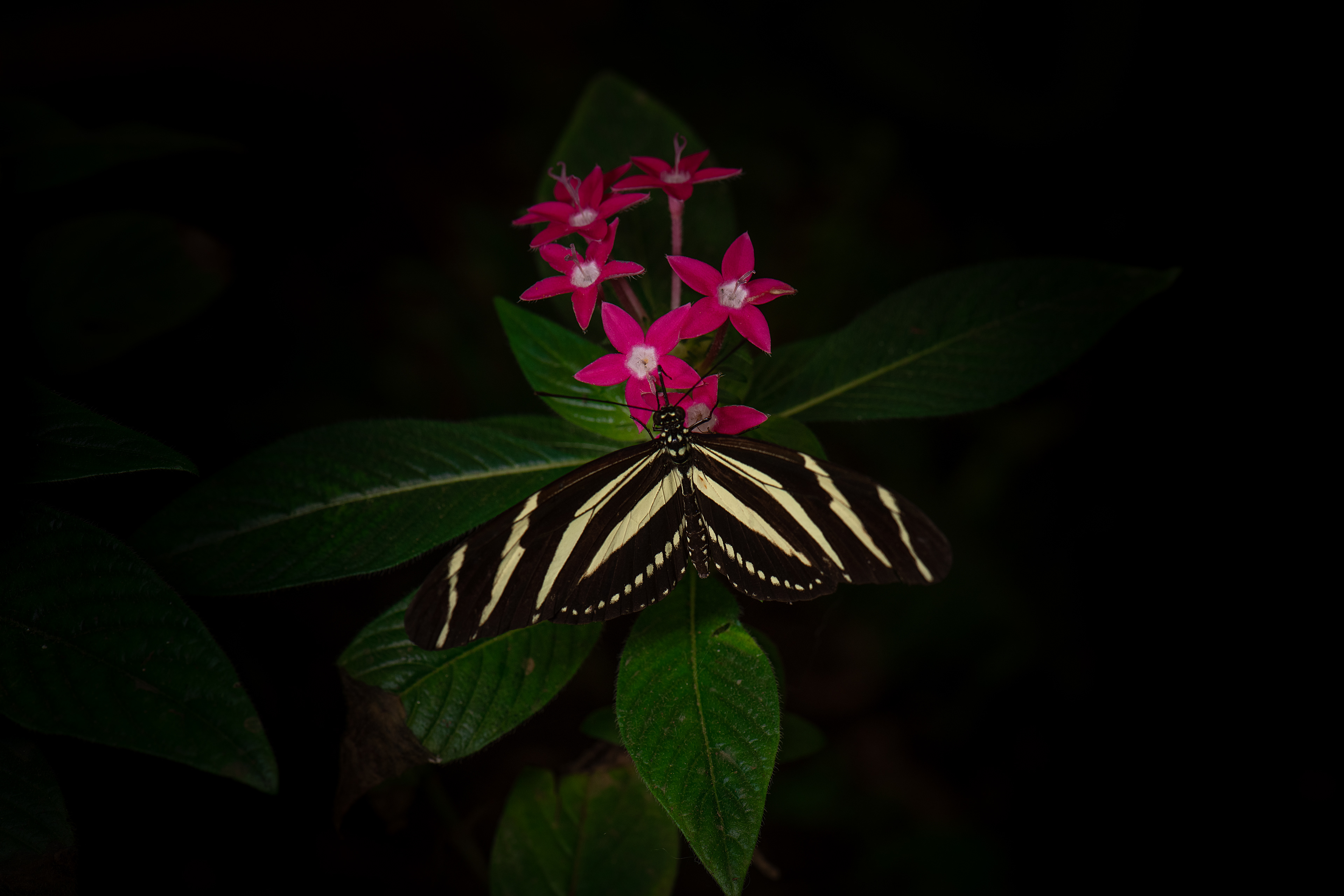 Mariposa cebra (Heliconius charithonia)