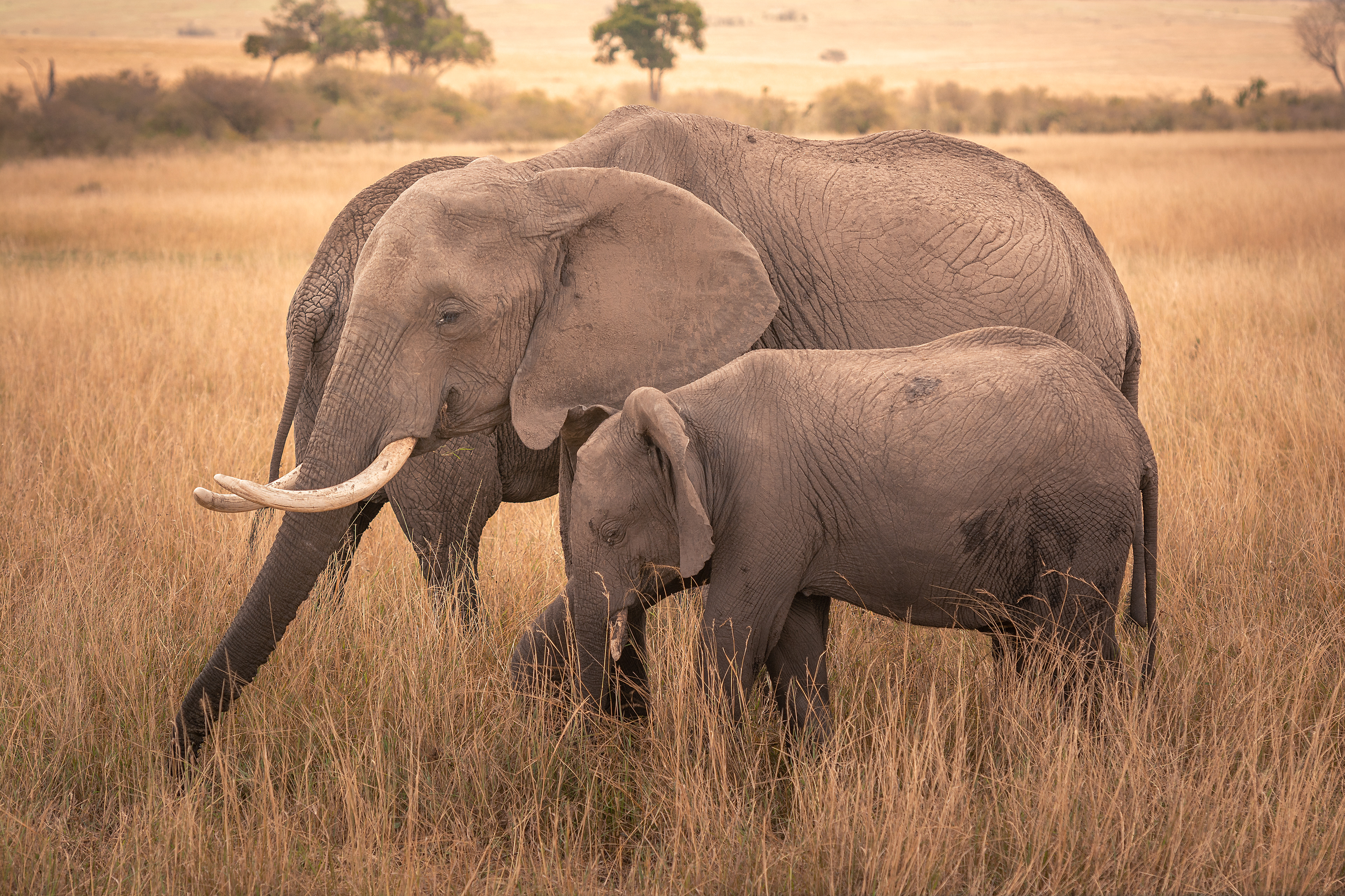 Elefante africano (Loxodonta africana)
