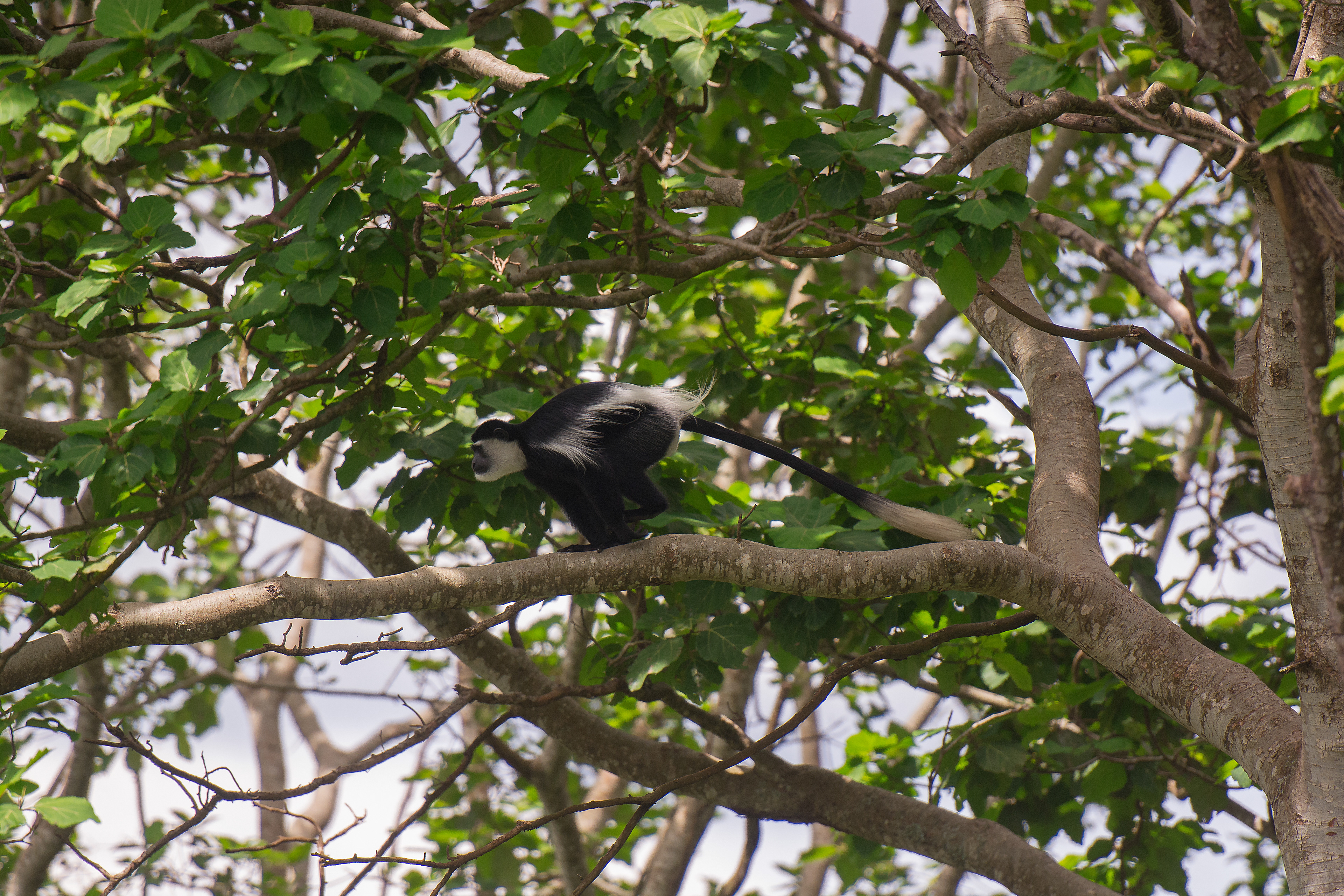 Guereza abisinio (Colobus guereza)