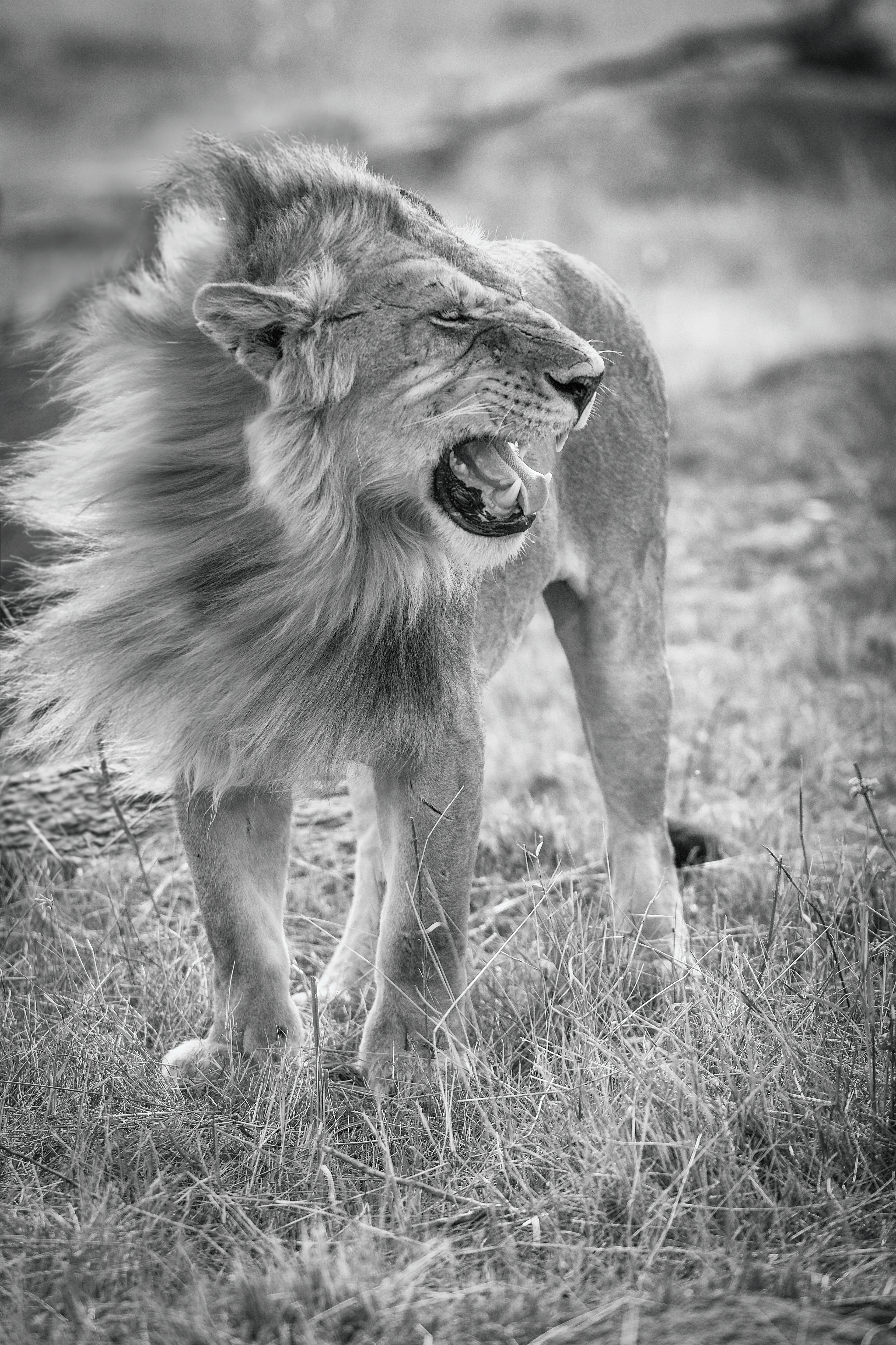 León (Panthera leo)