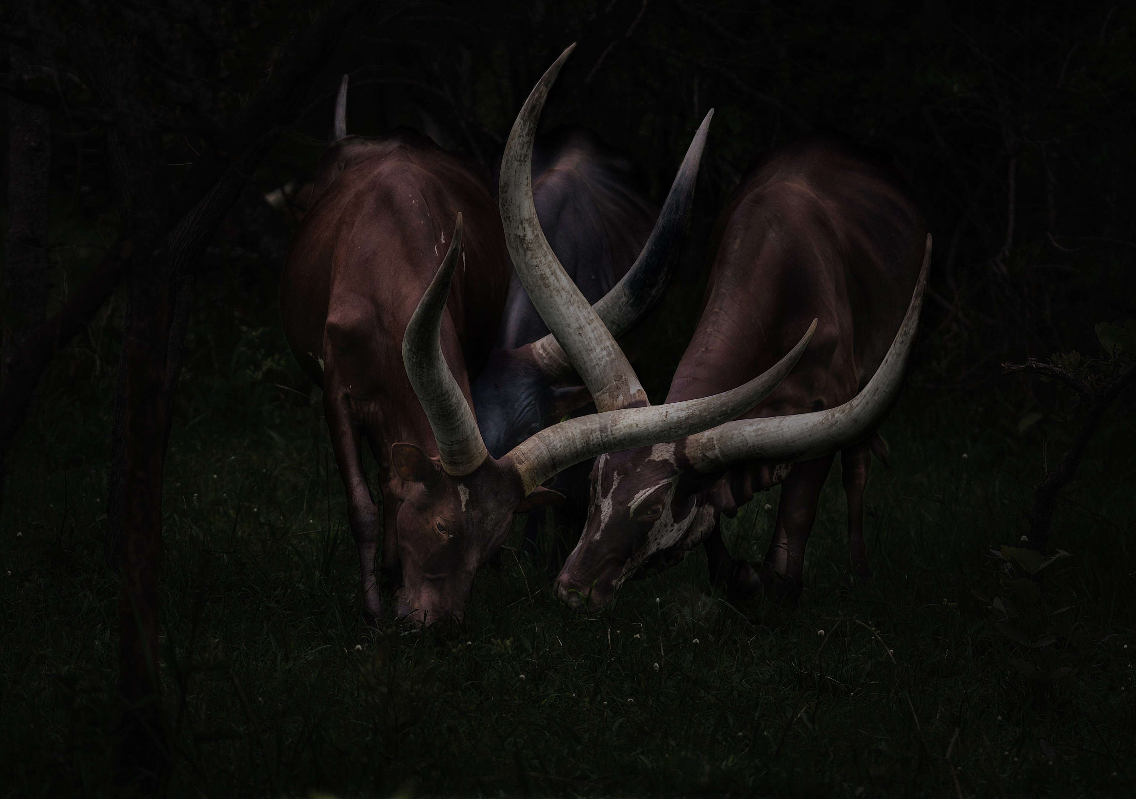 Ankole (Ankole-Watusi)
