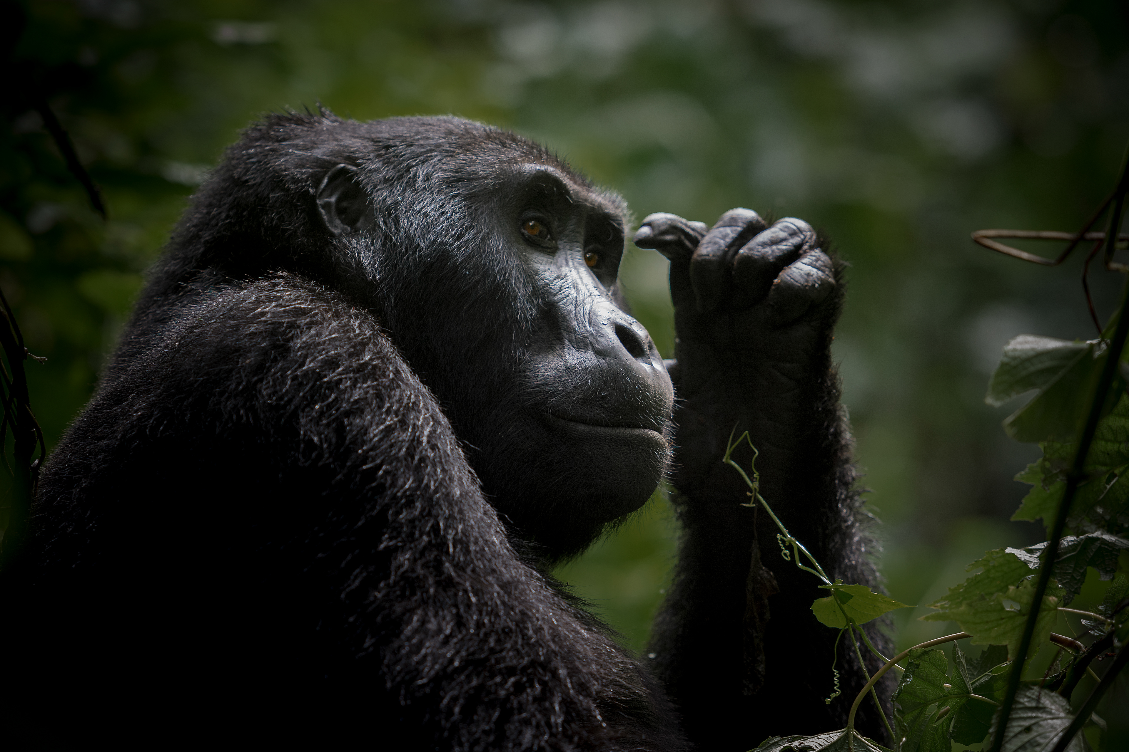 Gorila de Montaña (Gorilla beringei beringei)