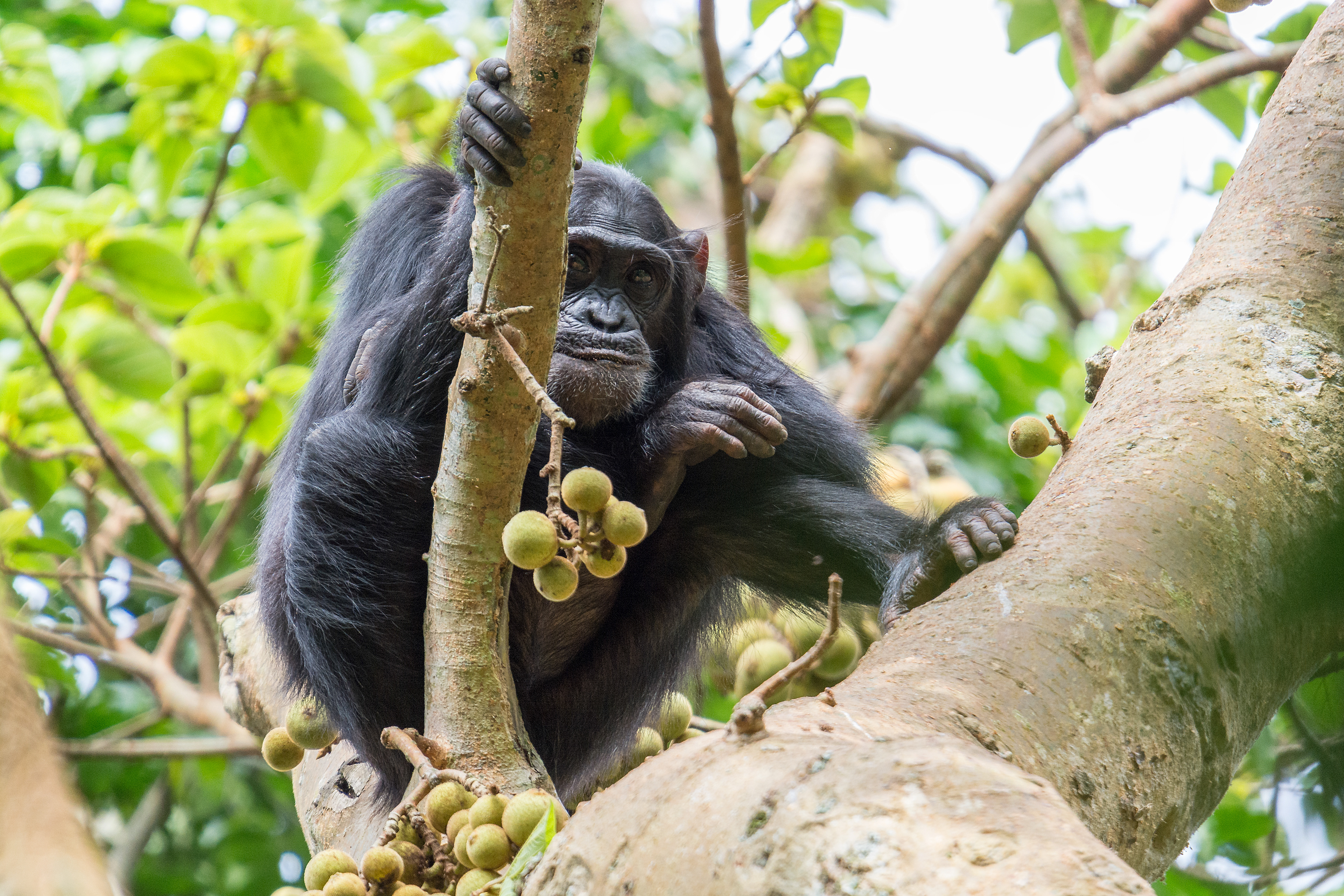 Chimpancé común (Pan troglodytes)