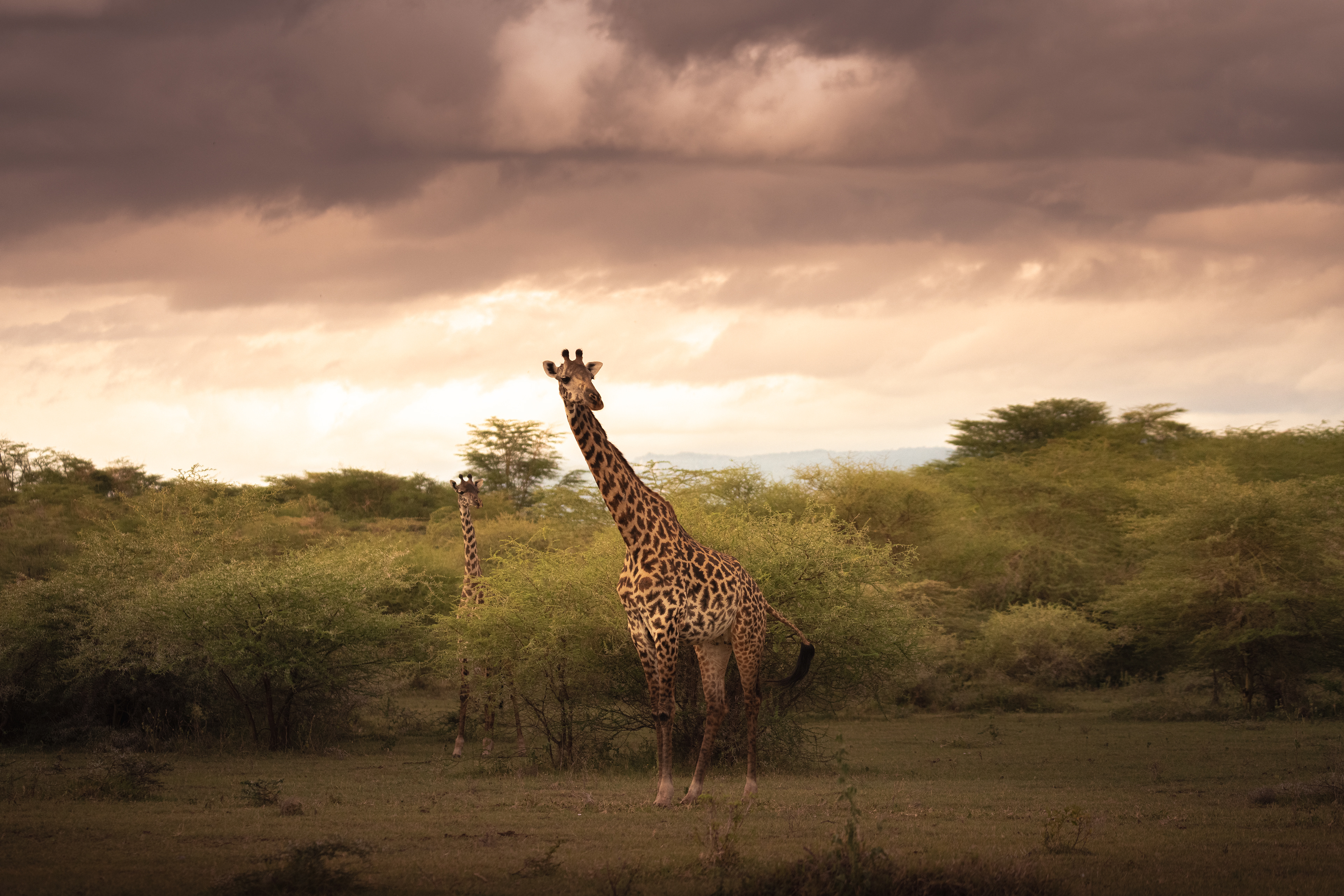Jirafa (Giraffa camelopardalis)