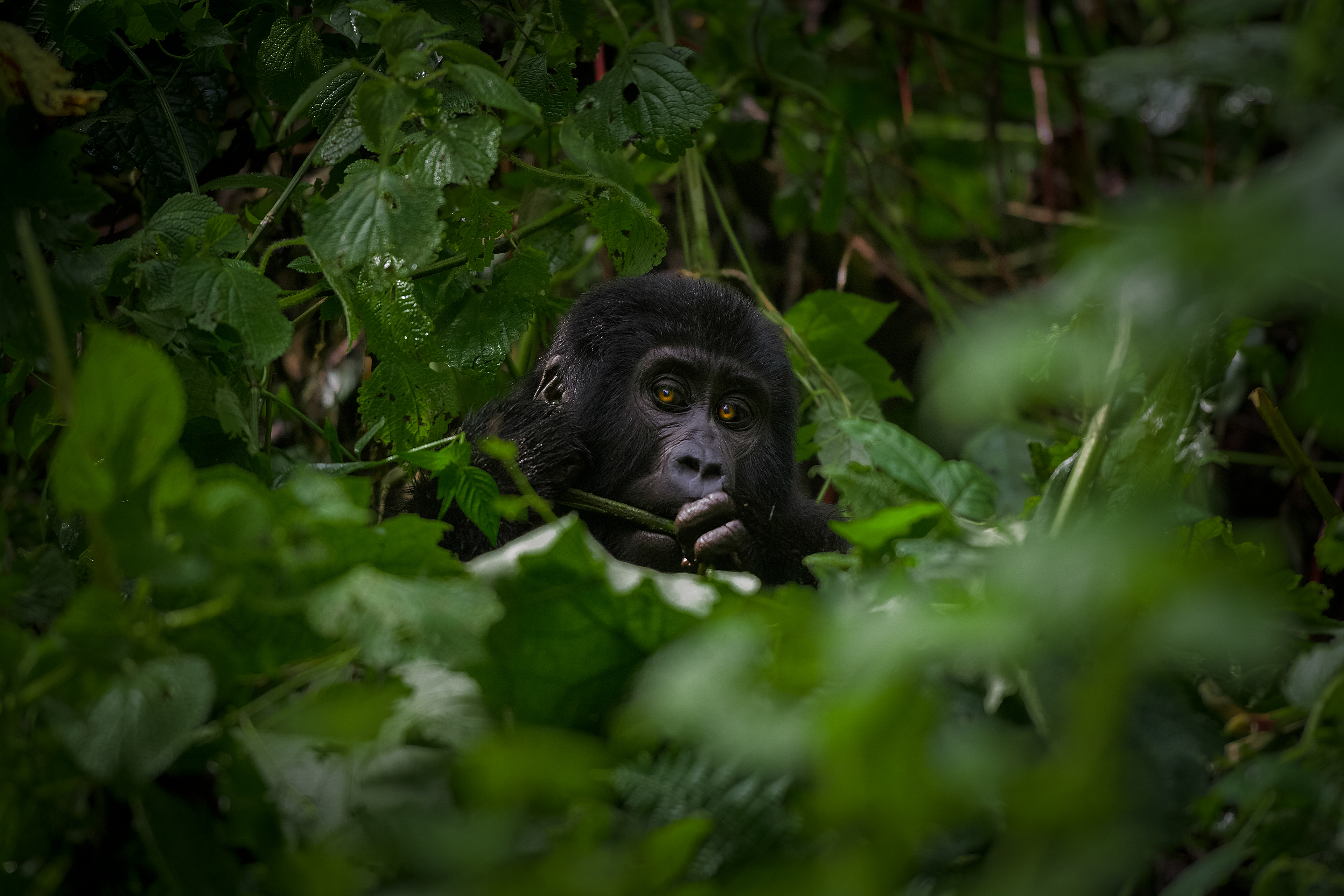 Gorila de Montaña (Gorilla beringei beringei)