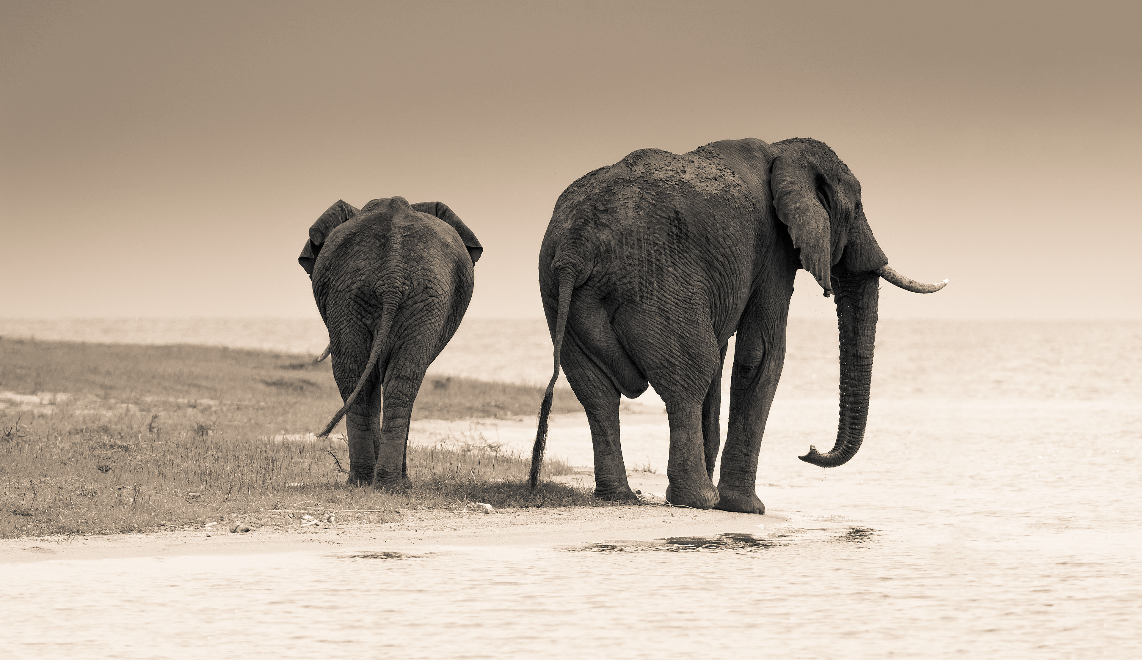 Elefante africano (Loxodonta africana)