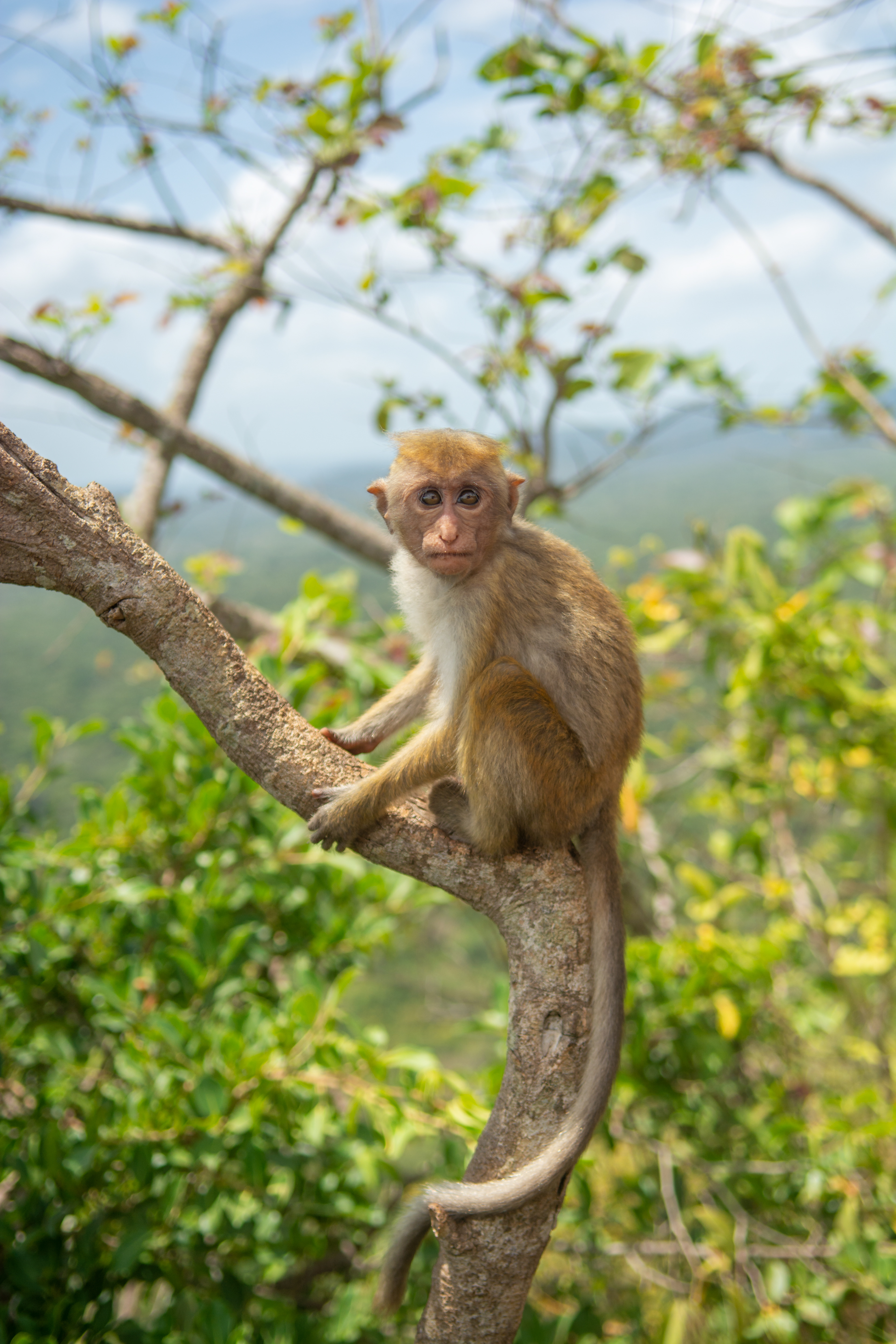 Macaco de Sri Lanka (Macaca sinica)