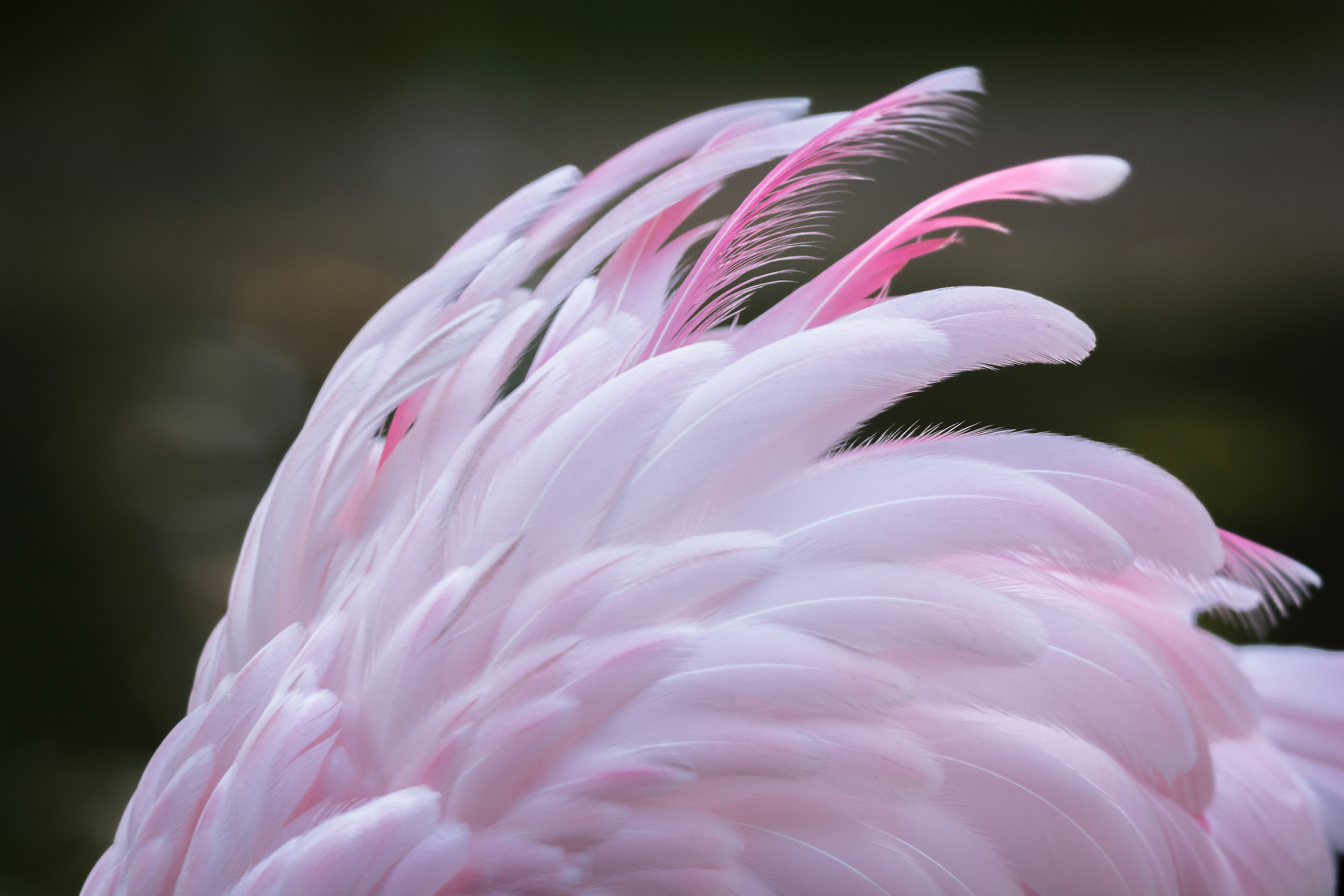 Flamenco enano (Phoenicopterus minor)