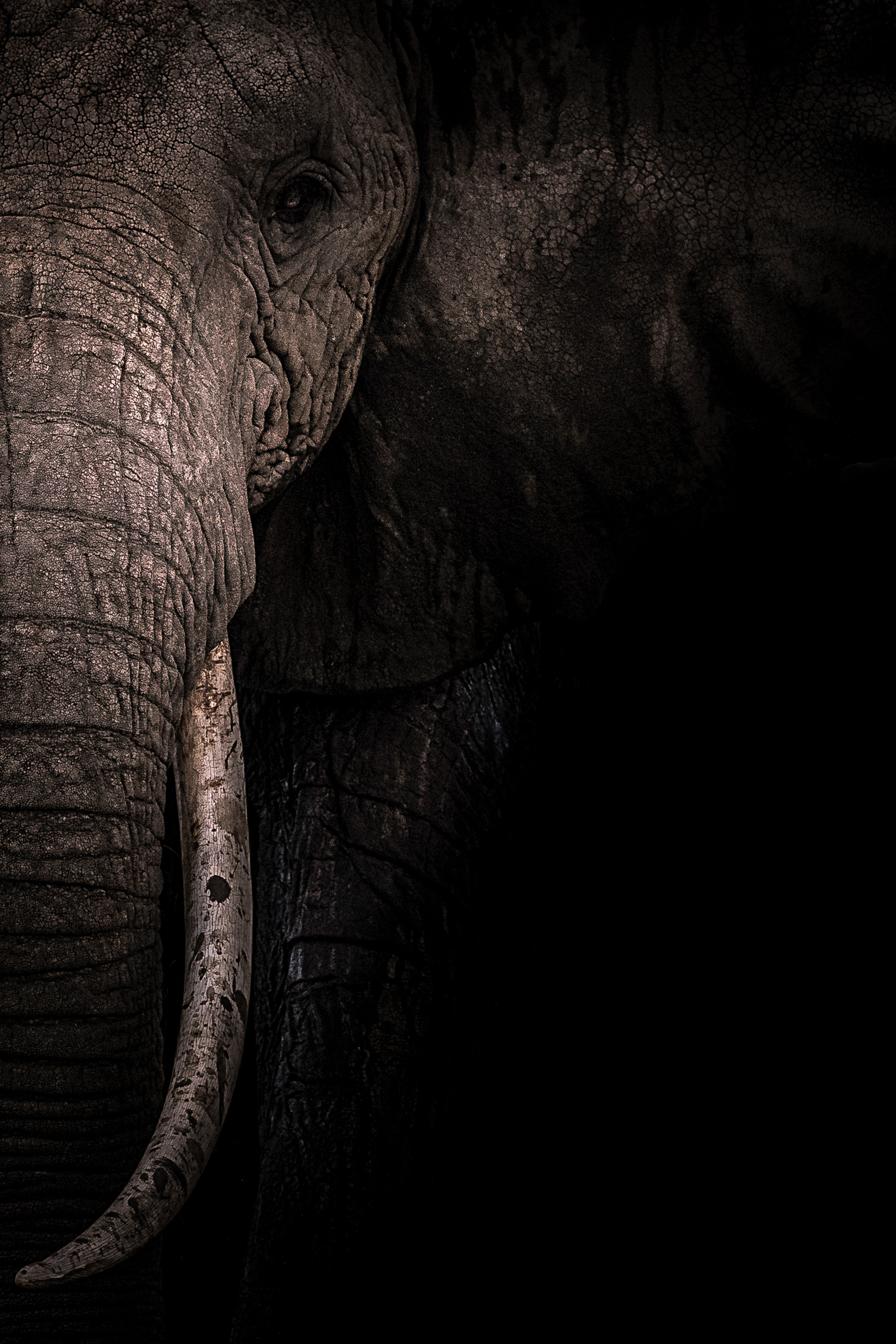 Elefante africano (Loxodonta africana)